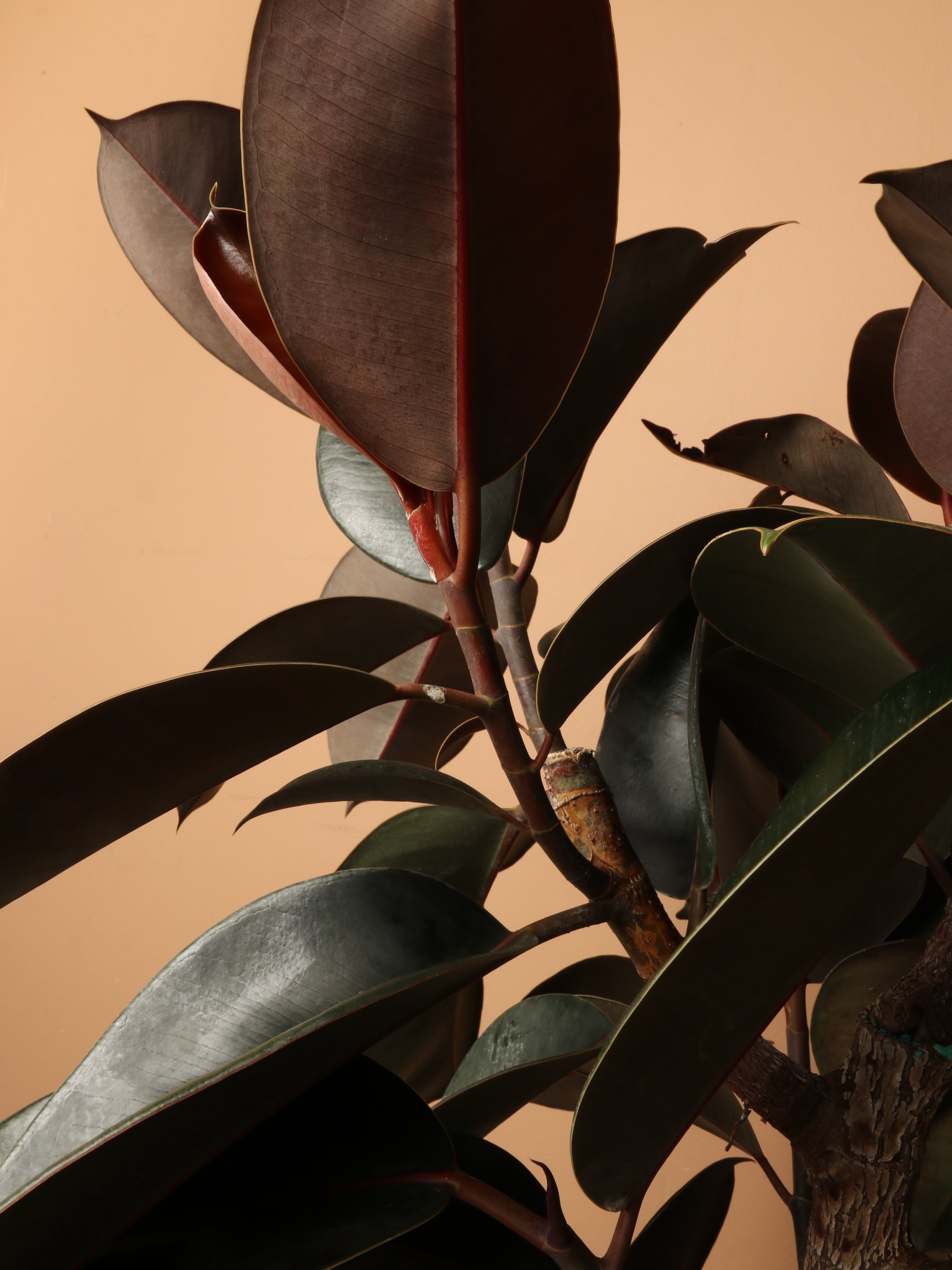 Large Rubber Tree Std