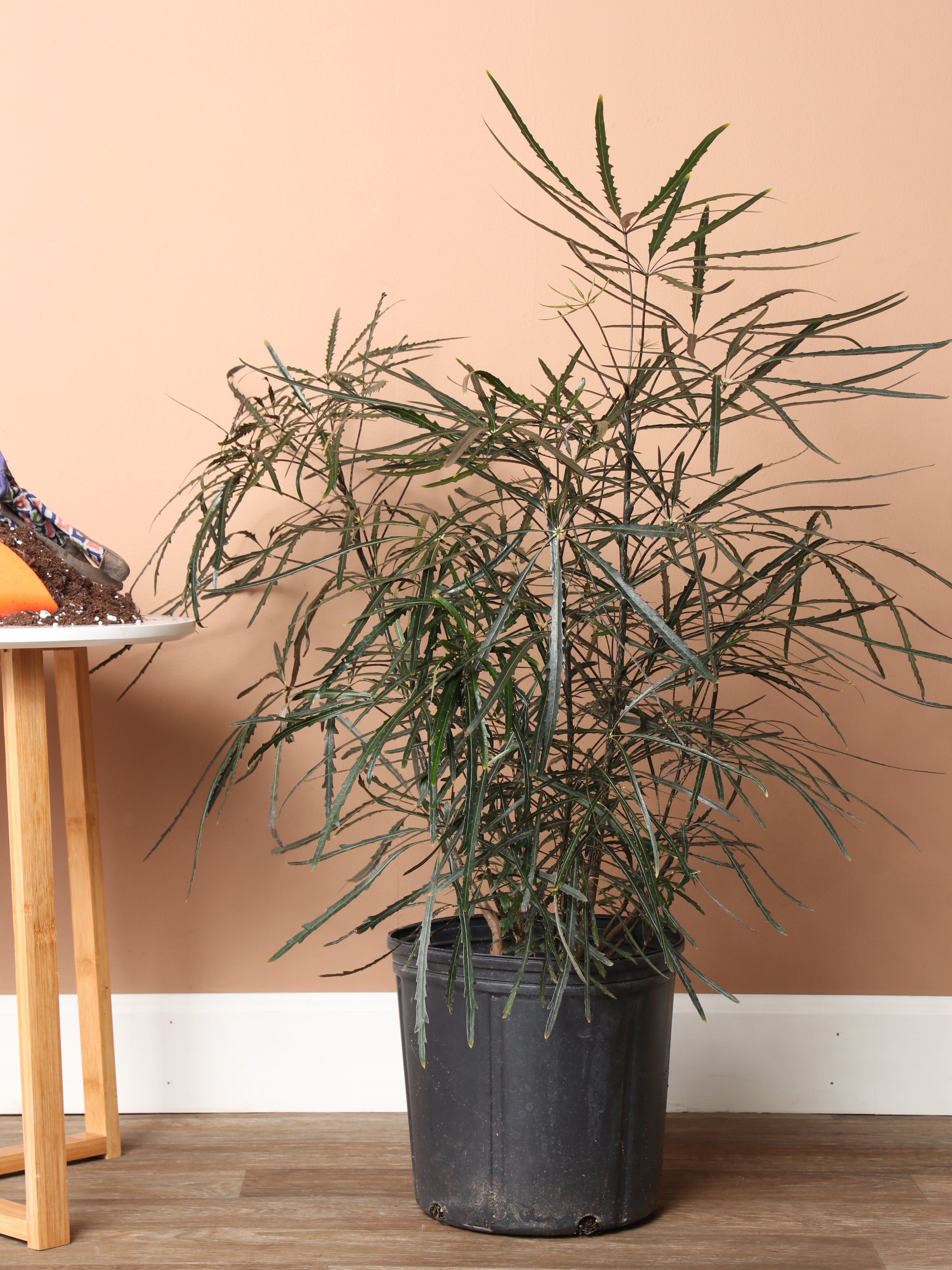 Large False Aralia Dahing Plants