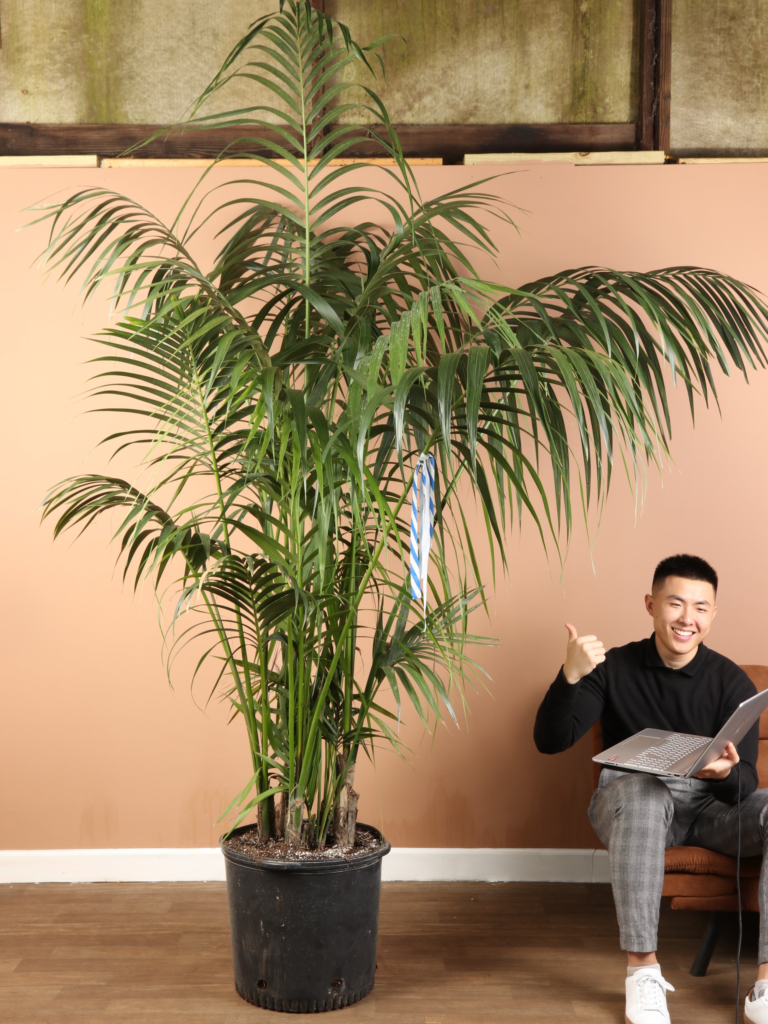 710FT Kentia Palm Dahing Plants