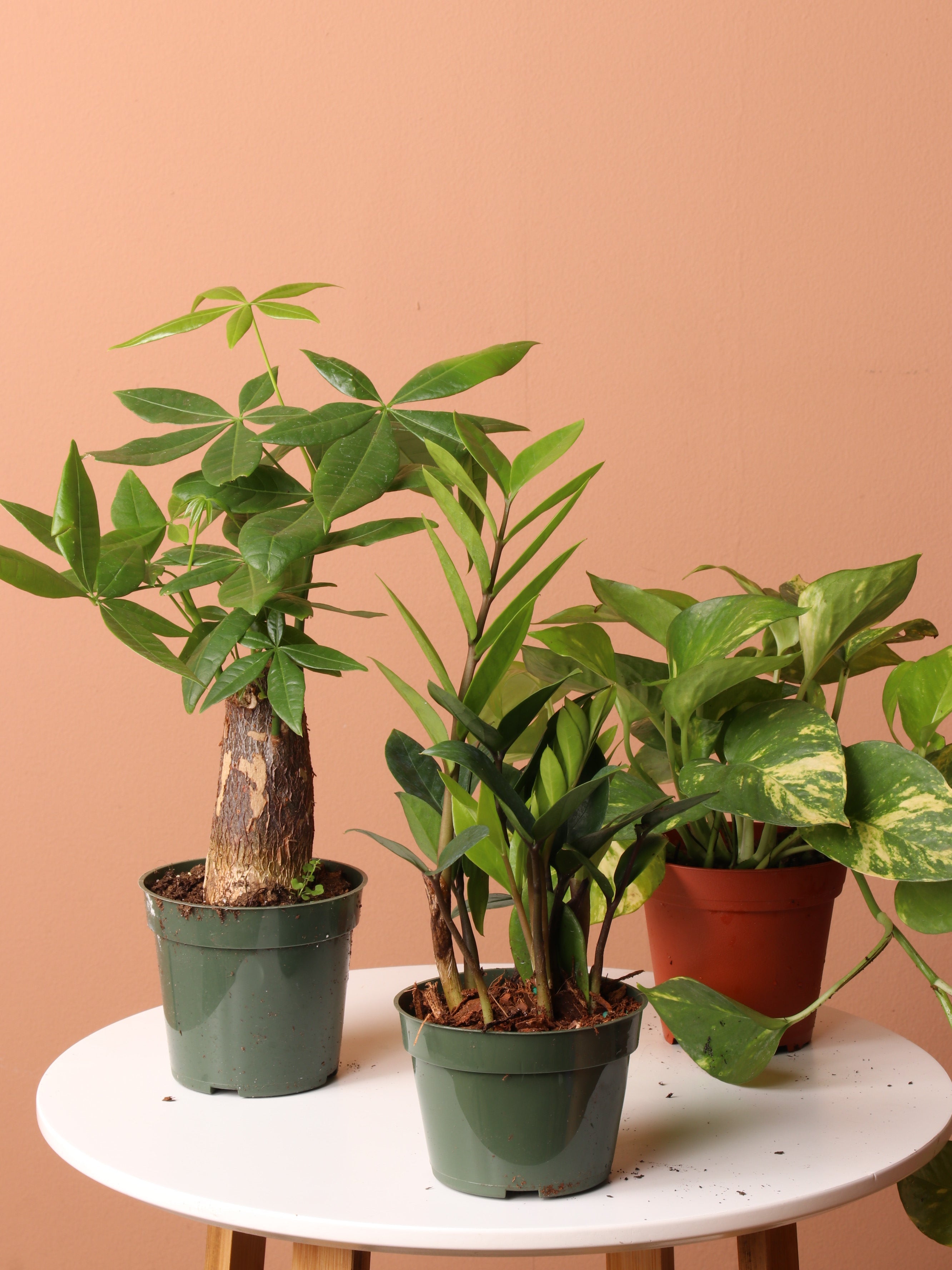 money tree low light Low Light Plant Bundle
