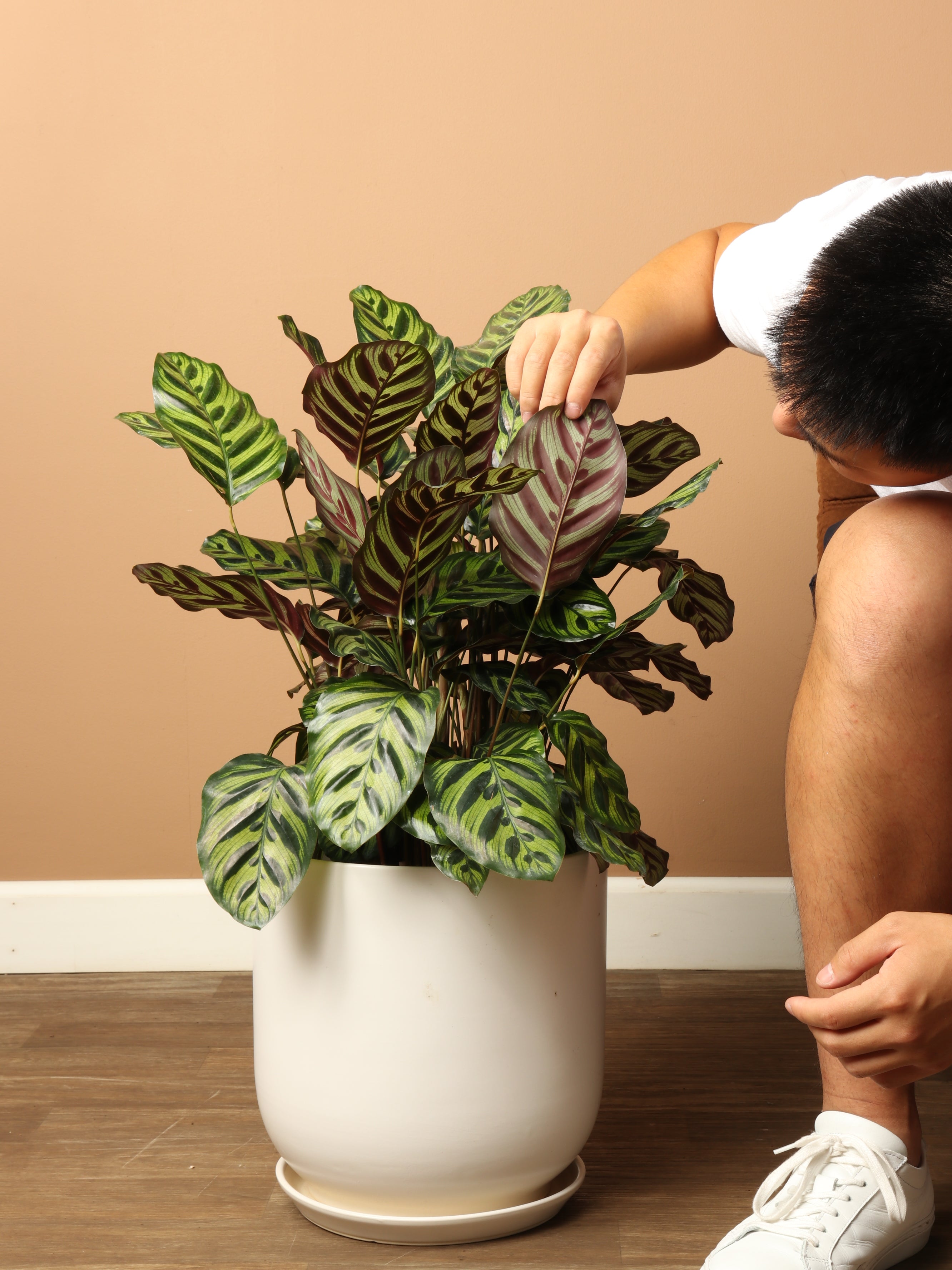 3-5 FT Peacock Plant (Calathea)