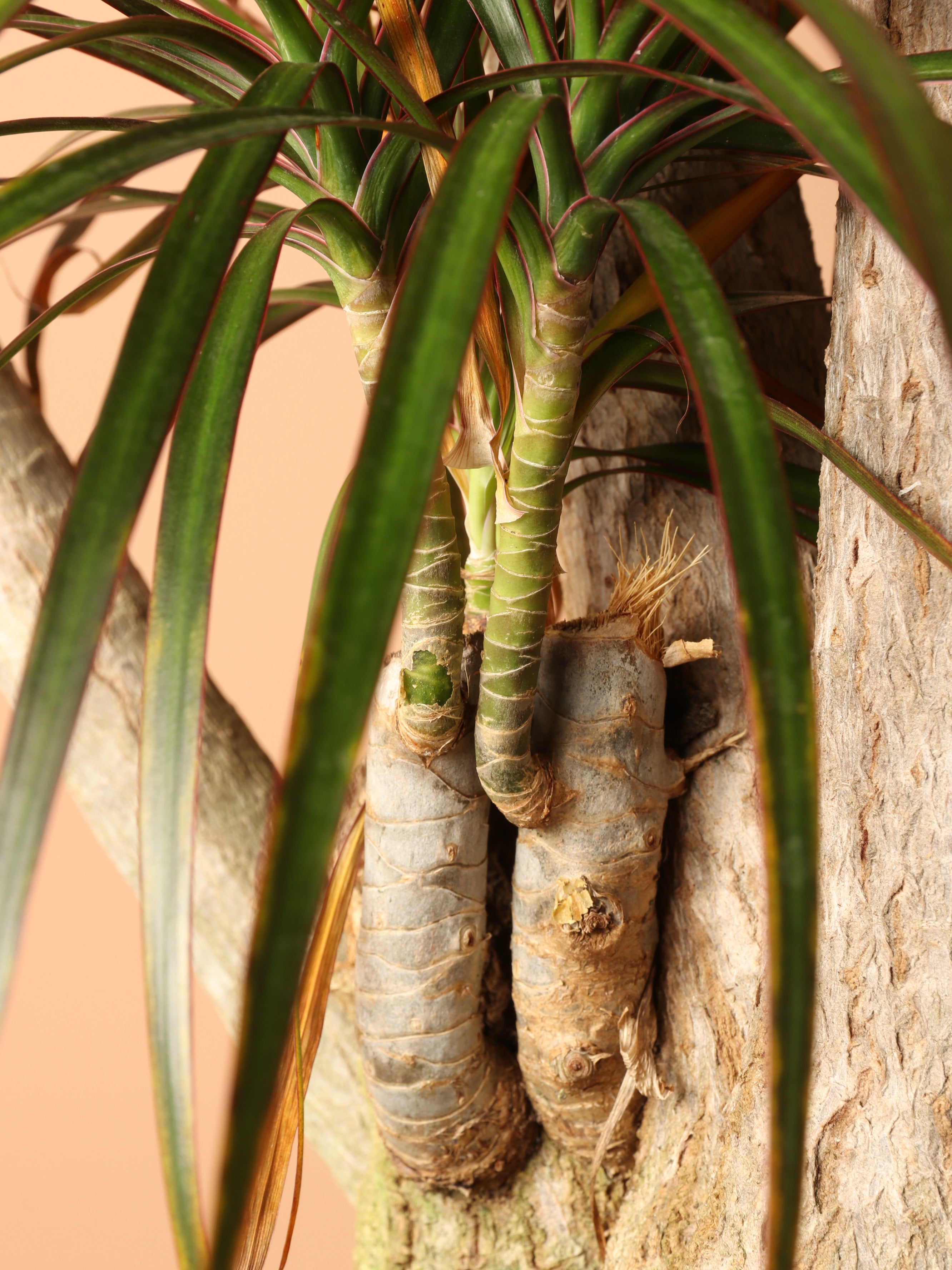 Huge Dracaena Marginata Stump
