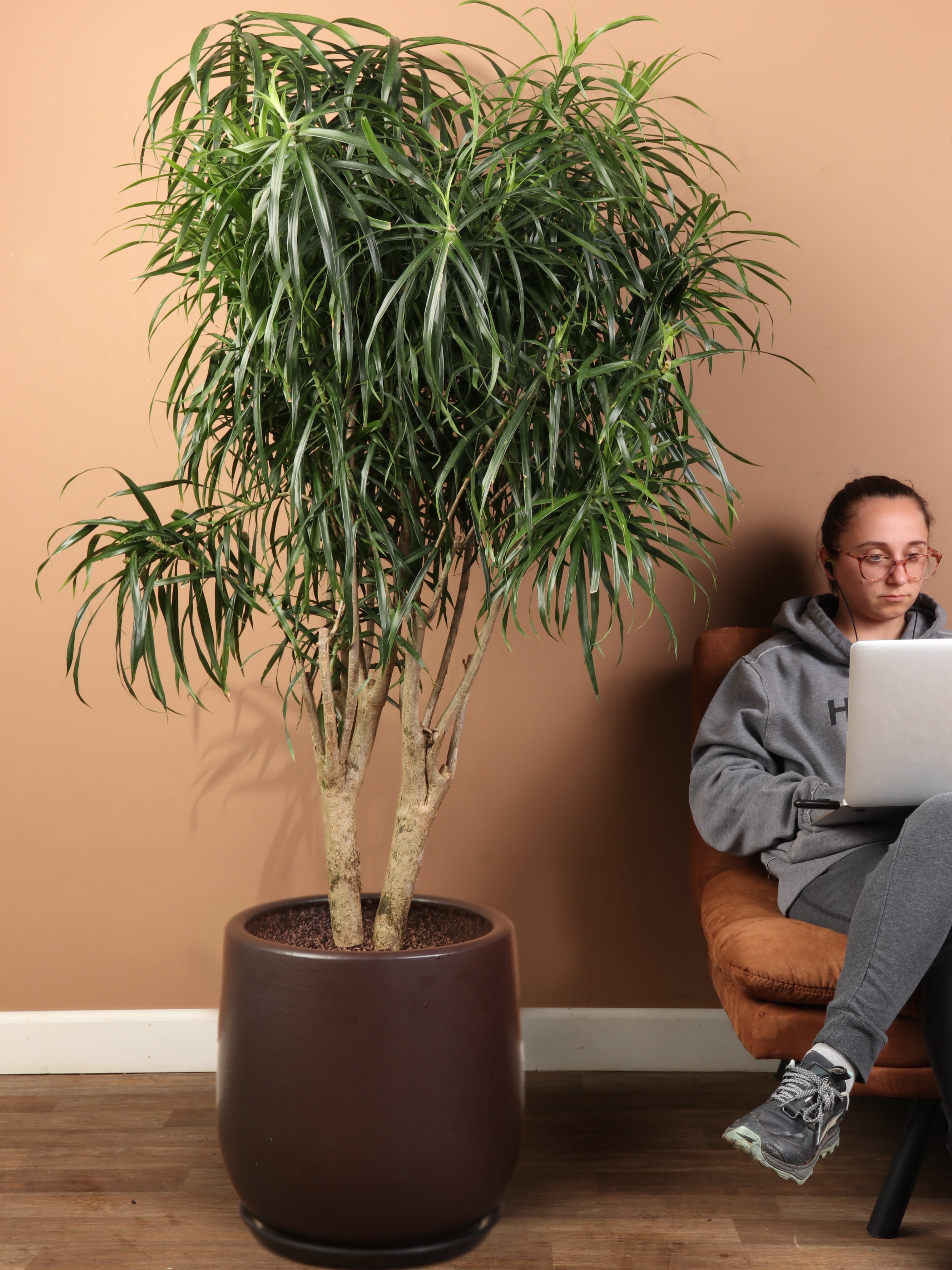 coffee grounds for dracaena Buy Huge Dracaena 'Anita' Online | Large Indoor Plant
