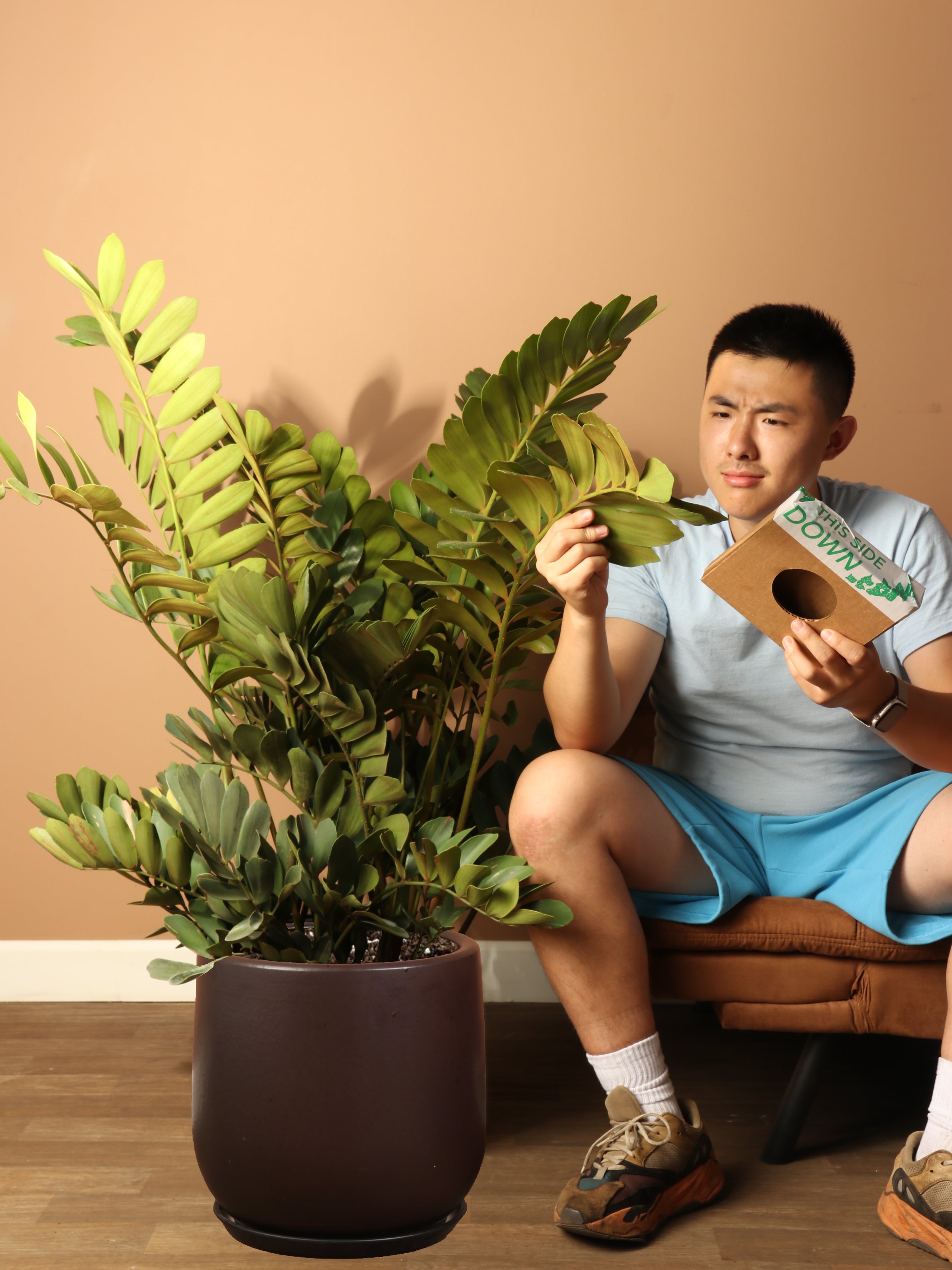 Full Size Cardboard Palm Dahing Plants