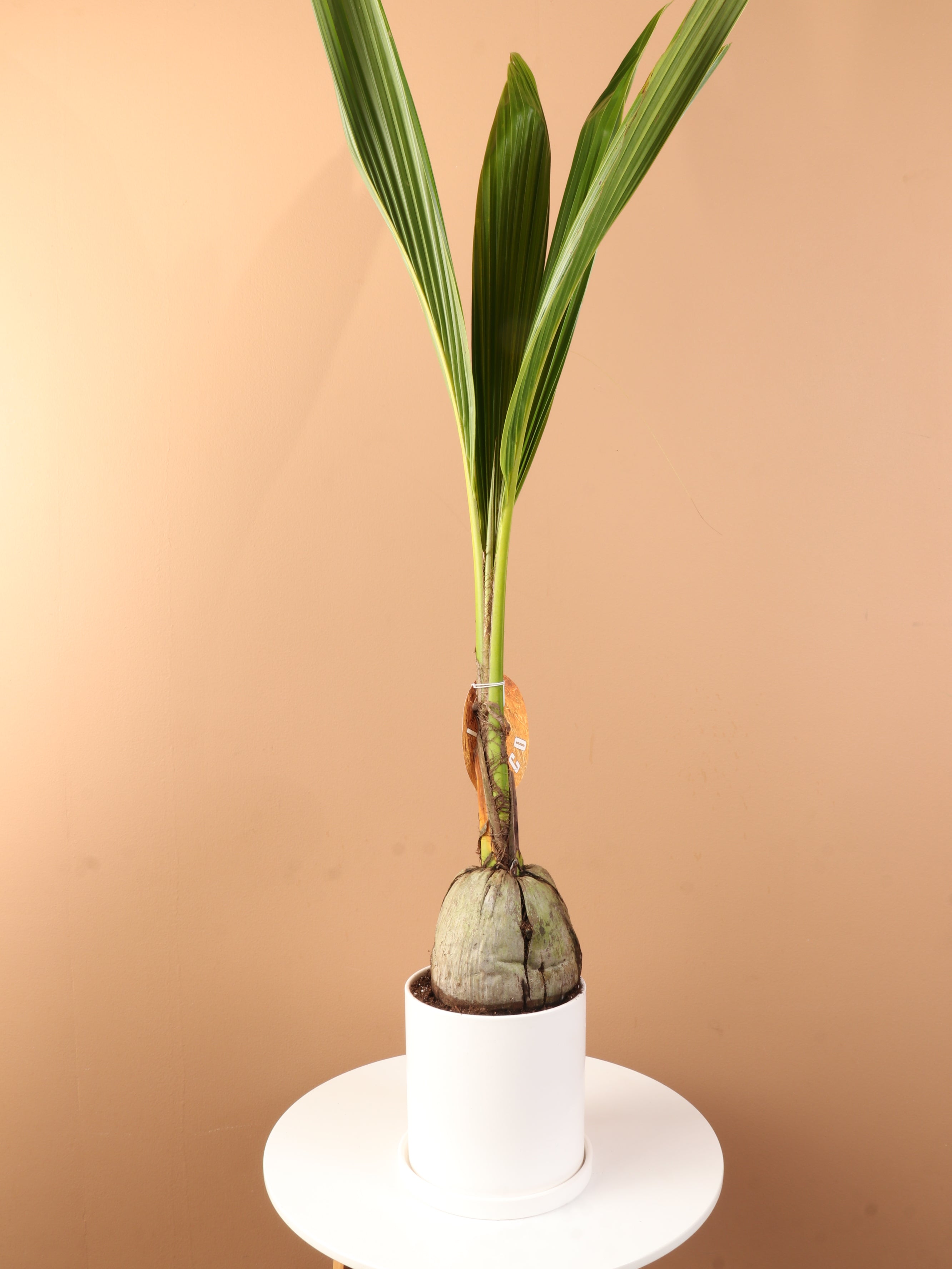 coconut tree plant indoor Buy Medium Coconut Palm Online | Indoor Palm