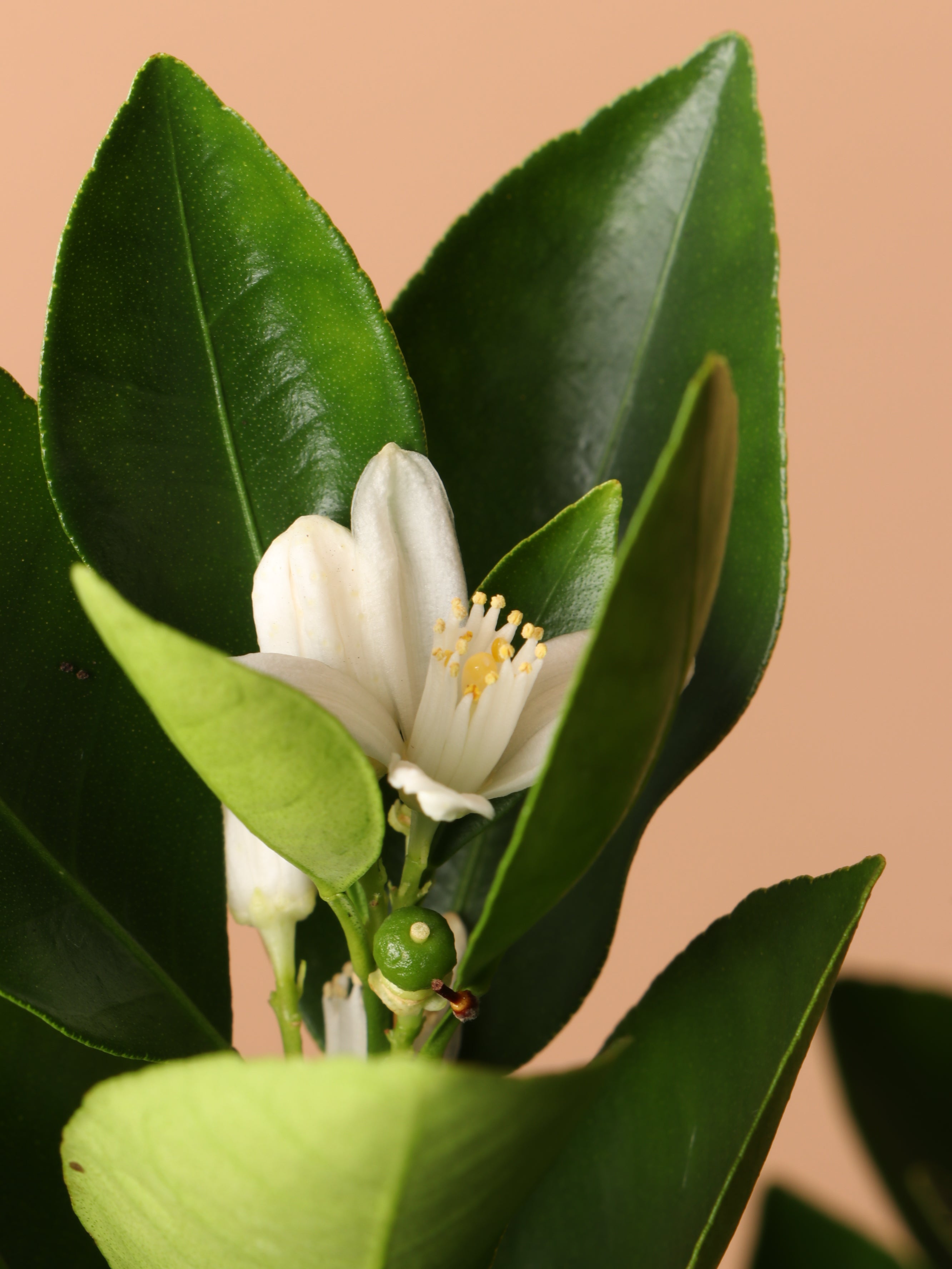 Large Calamondin Bush