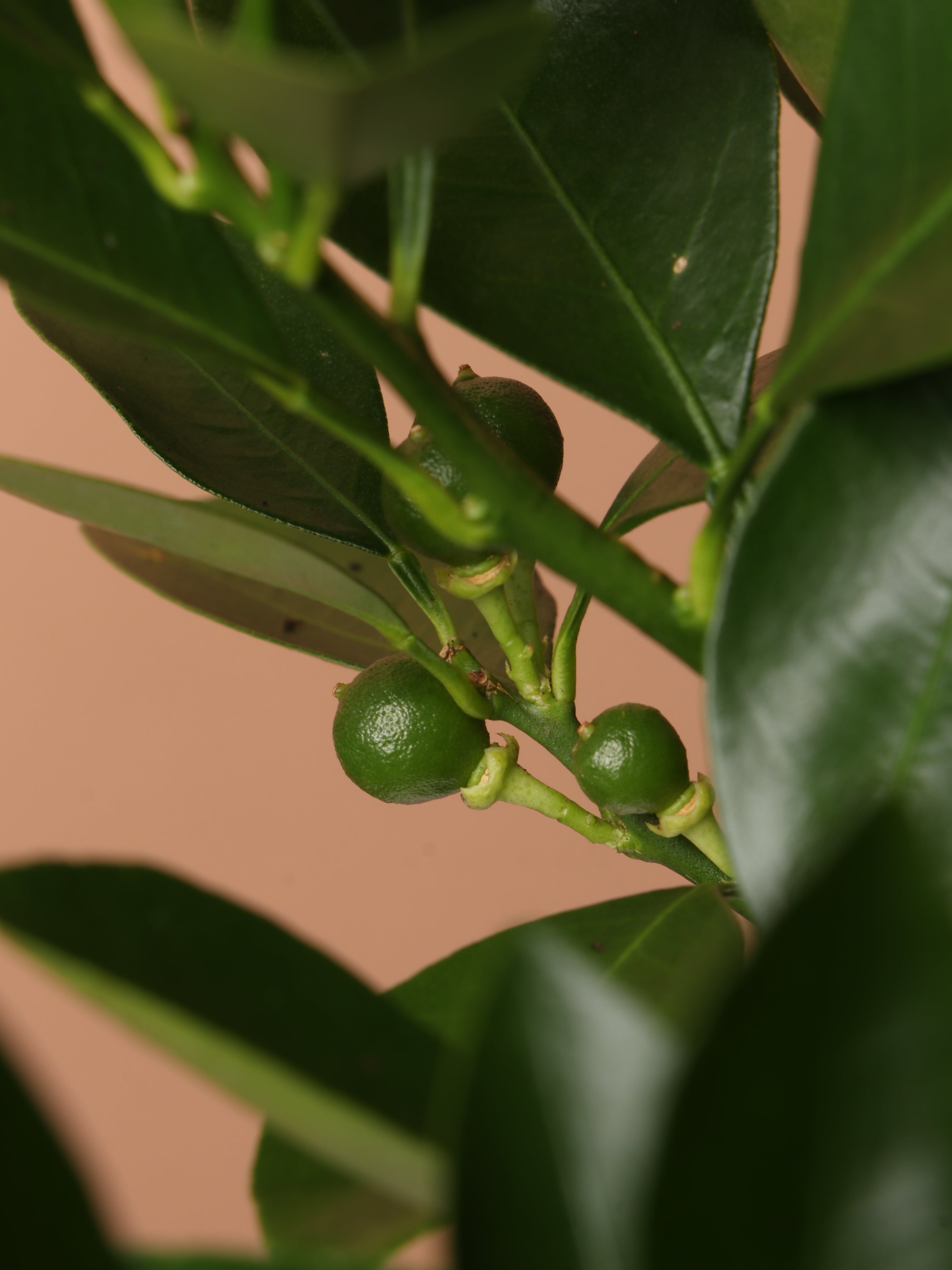 Large Calamondin Bush
