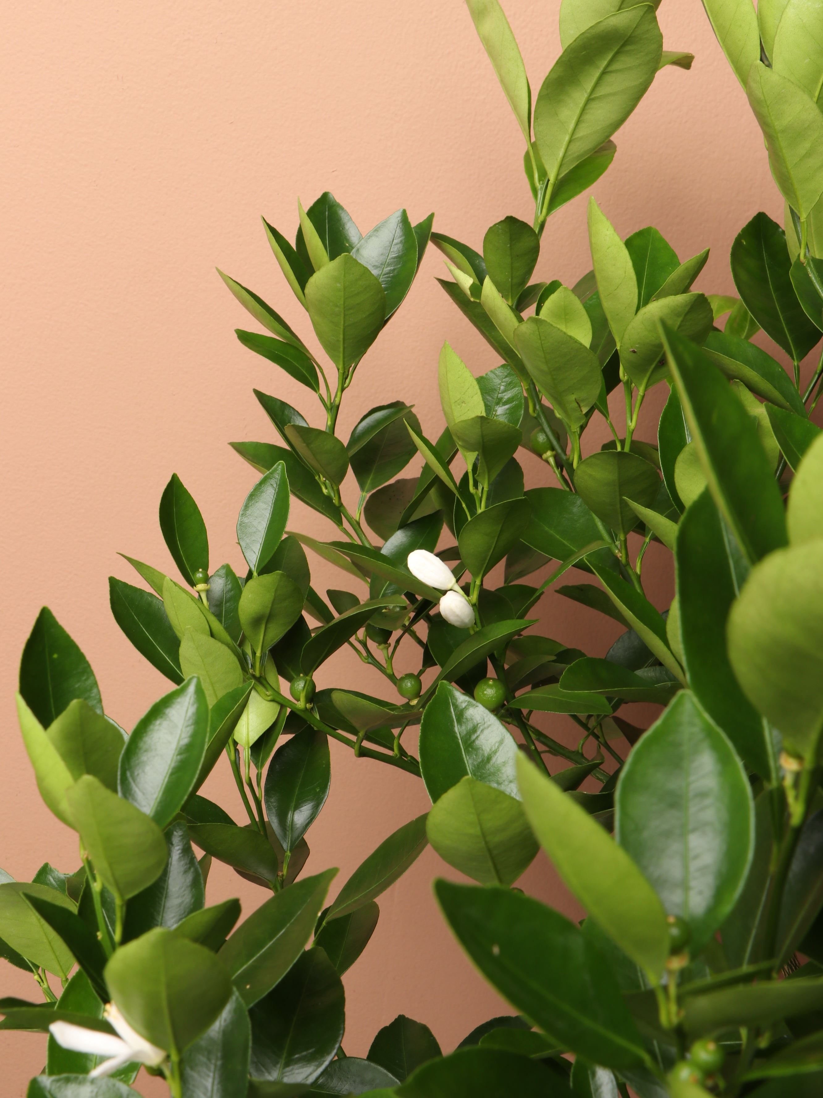 Large Calamondin Bush