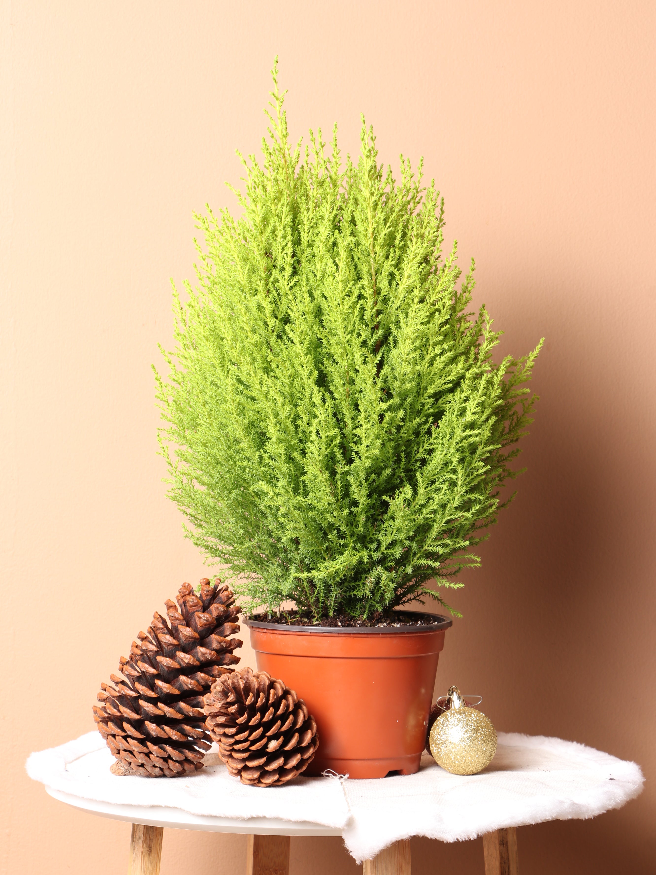 Medium Neon Christmas Tree (Lemon Cypress) – Dahing Plants
