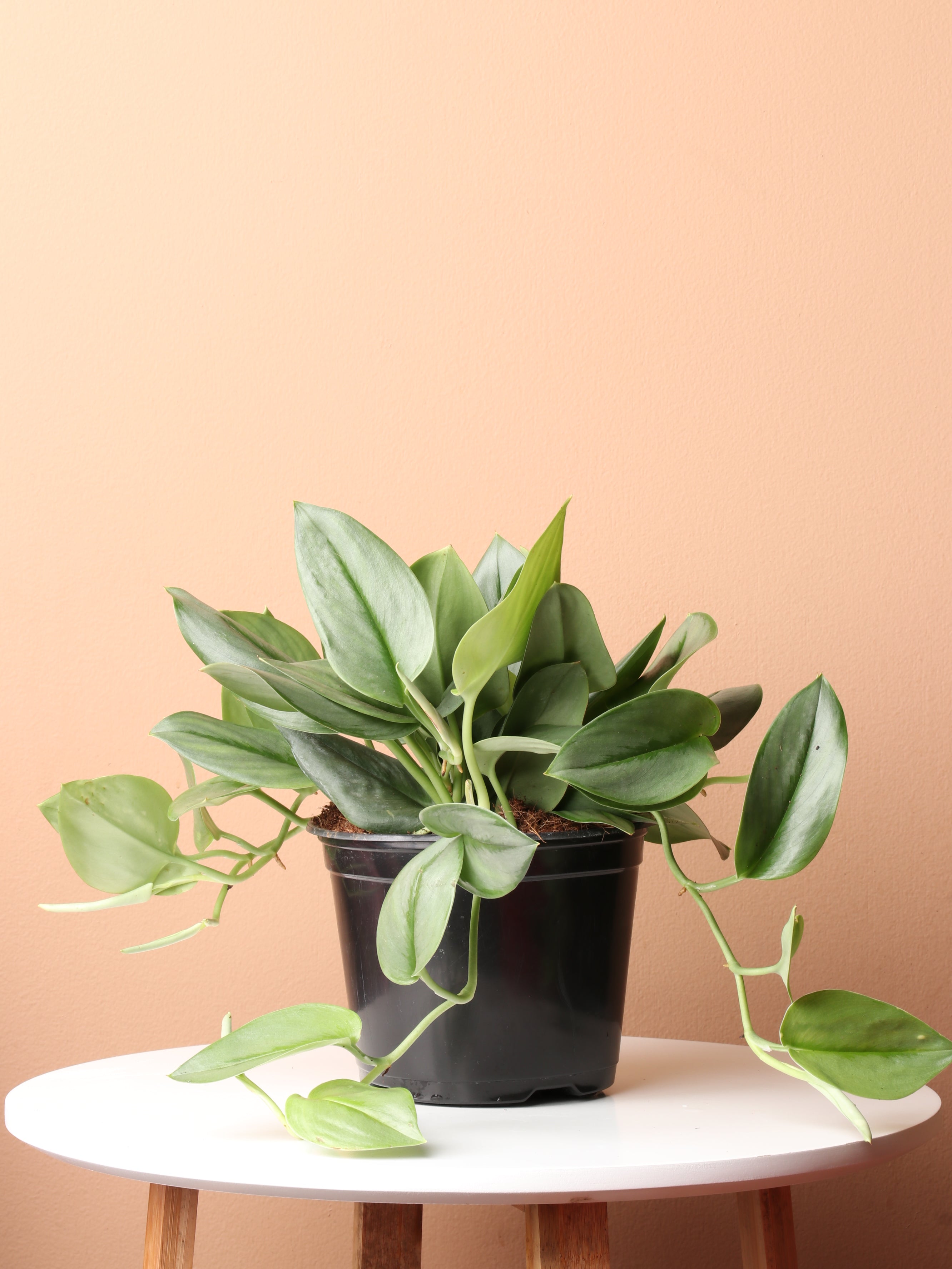treubii moonlight pothos 6in Scindapsus Treubii 'Moonlight' Medium