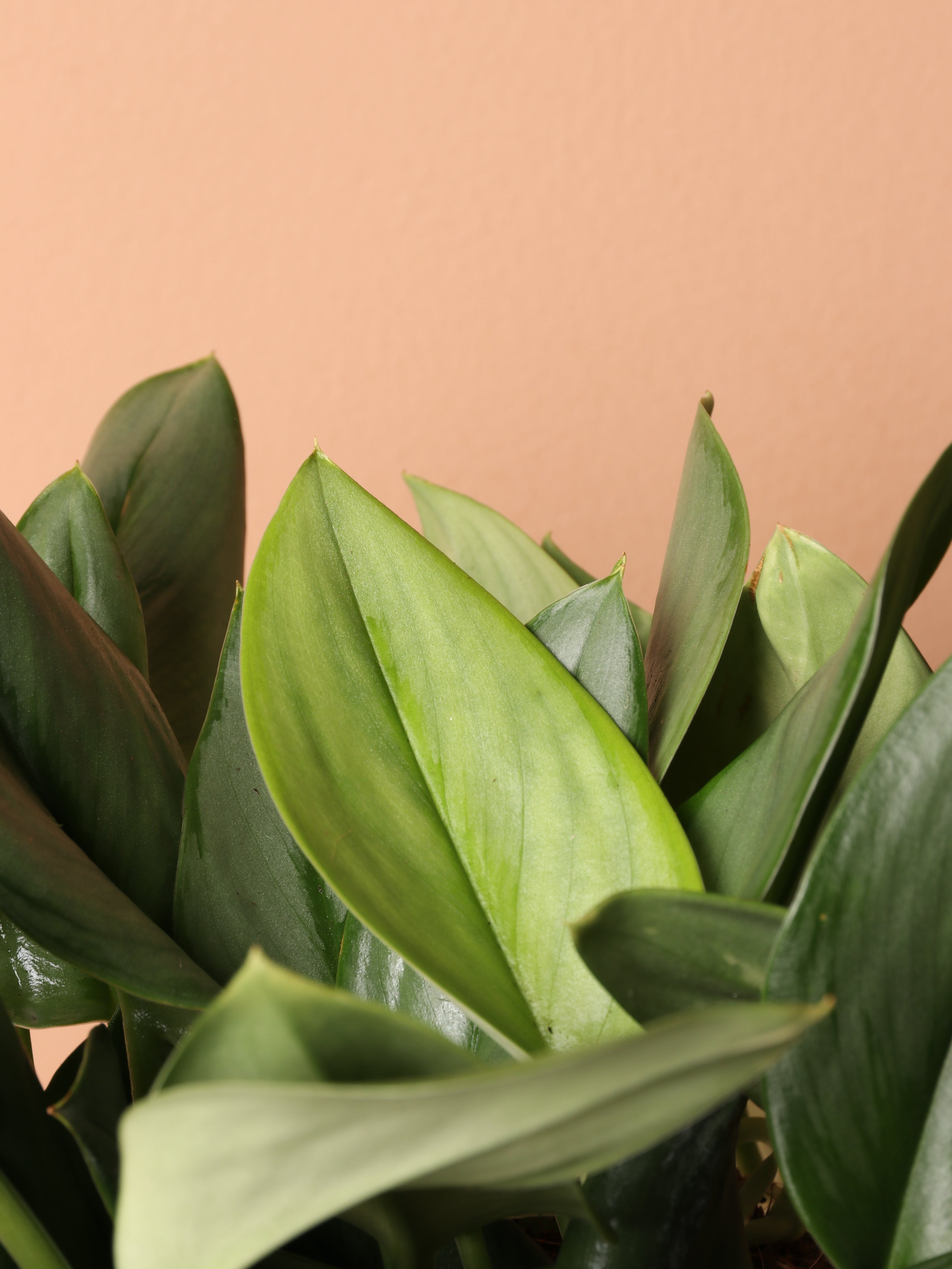 Medium Scindapsus Treubii &