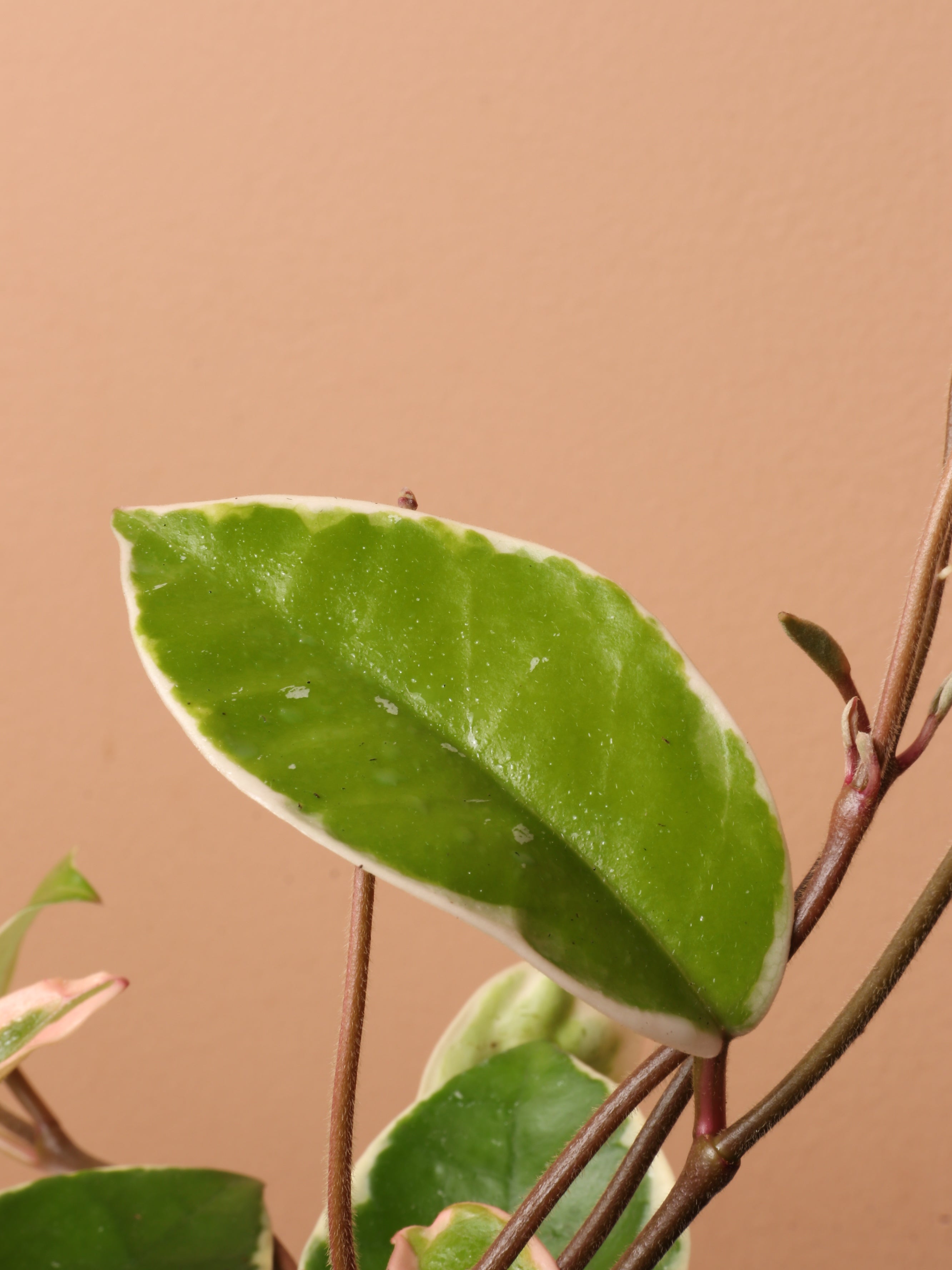 Medium Hoya &