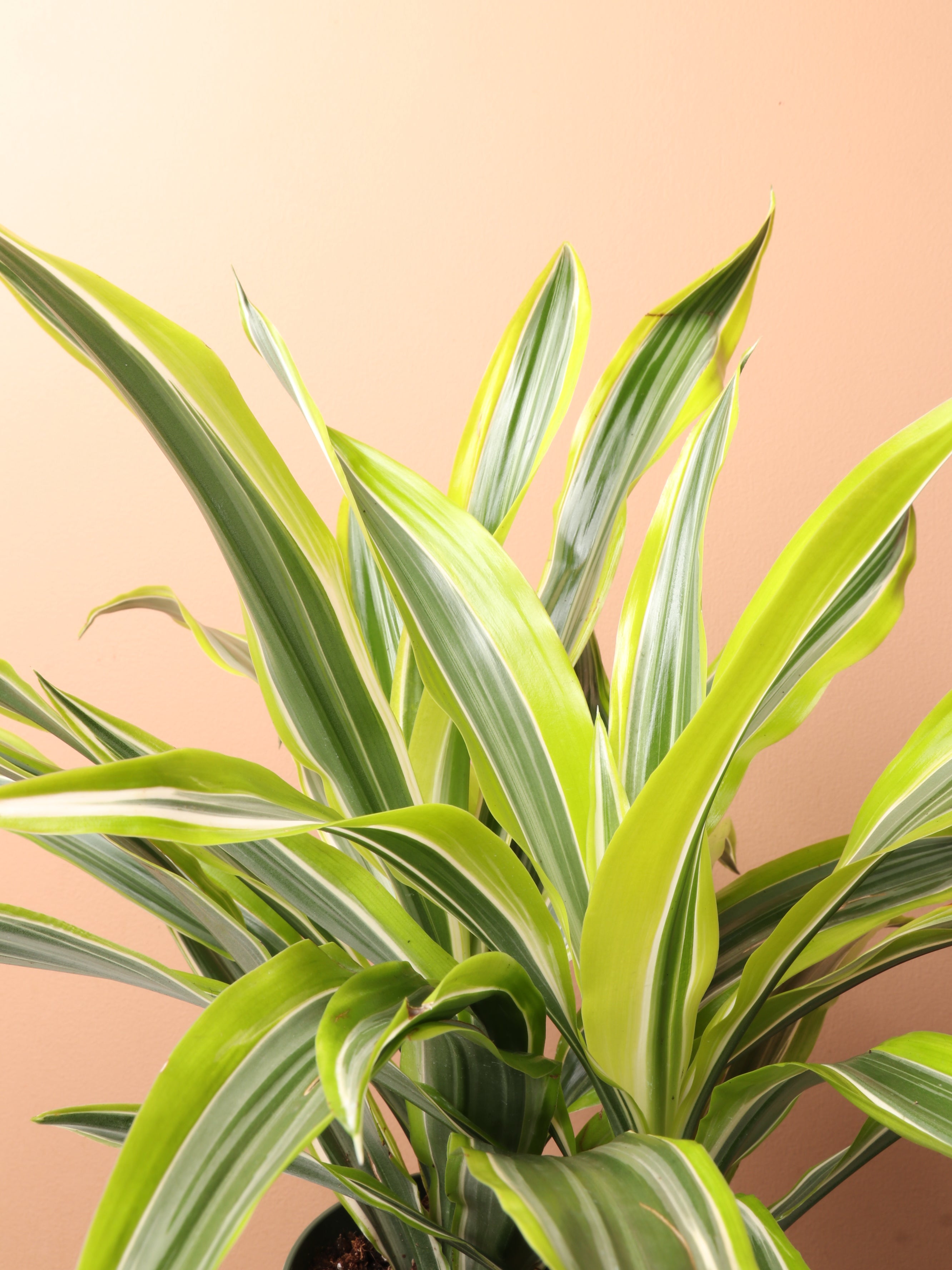 Medium Dracaena Warneckii &