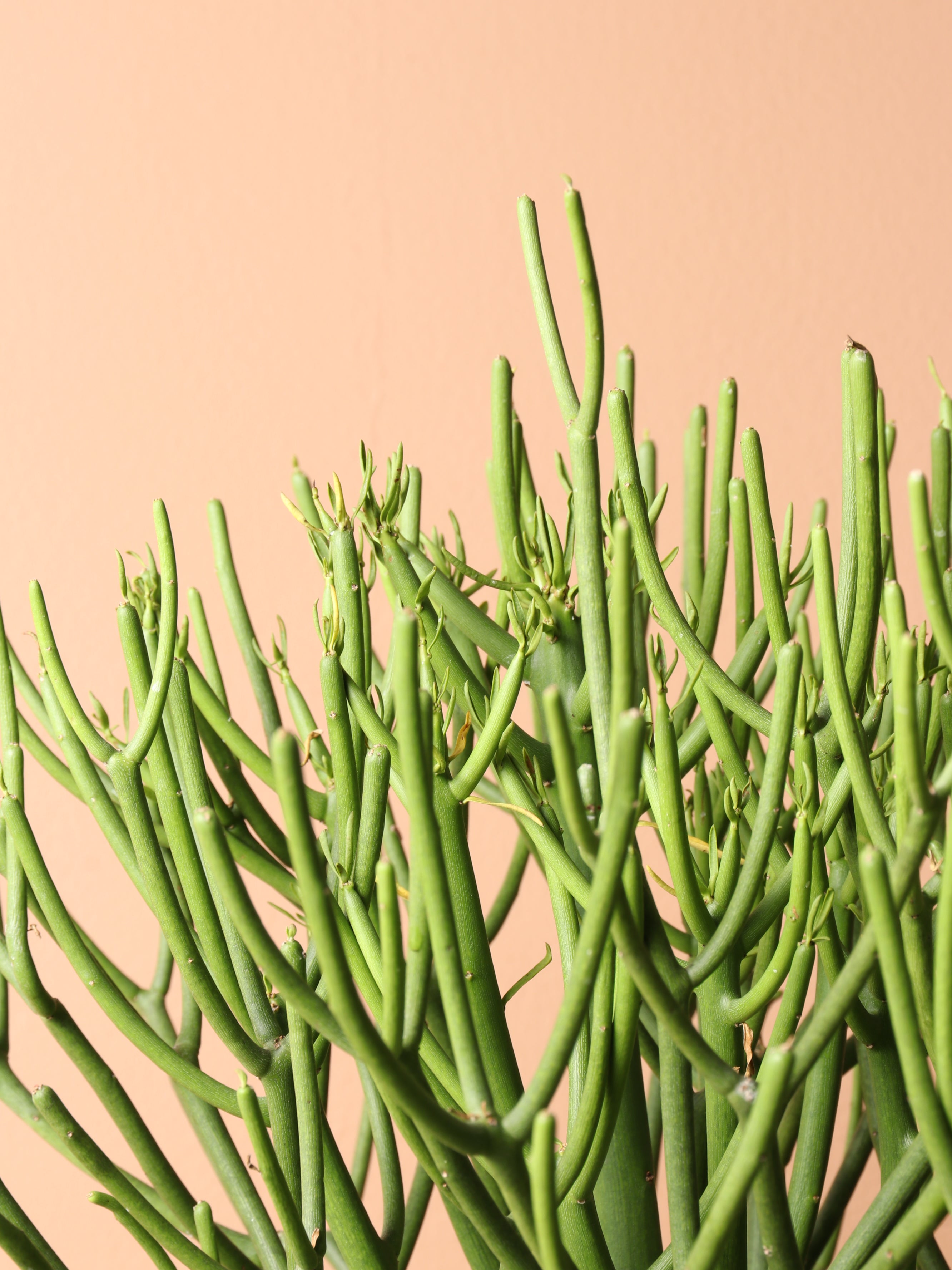 Large Pencil Cactus
