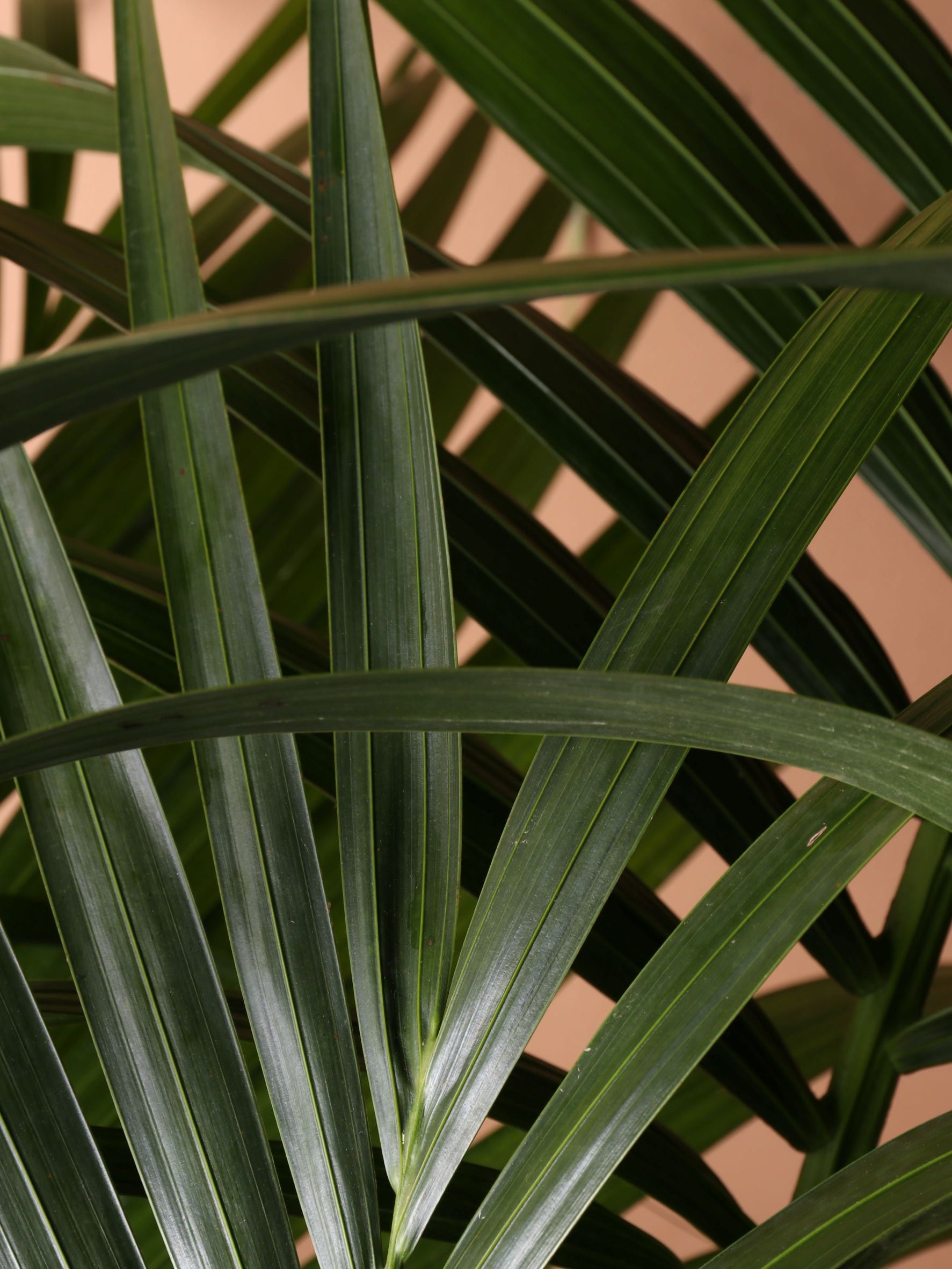 Large (Taller) Kentia Palm
