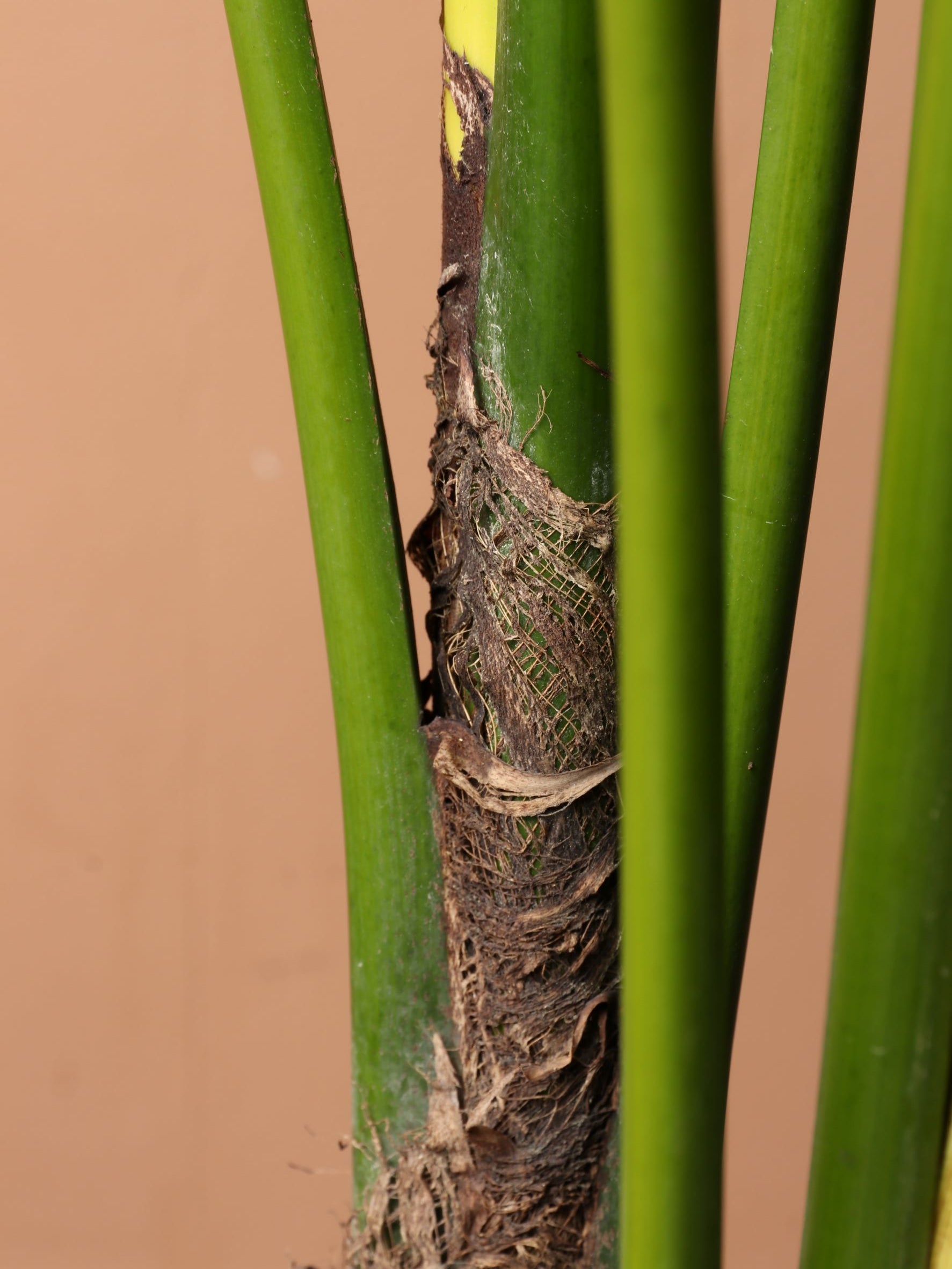 Large (Taller) Kentia Palm