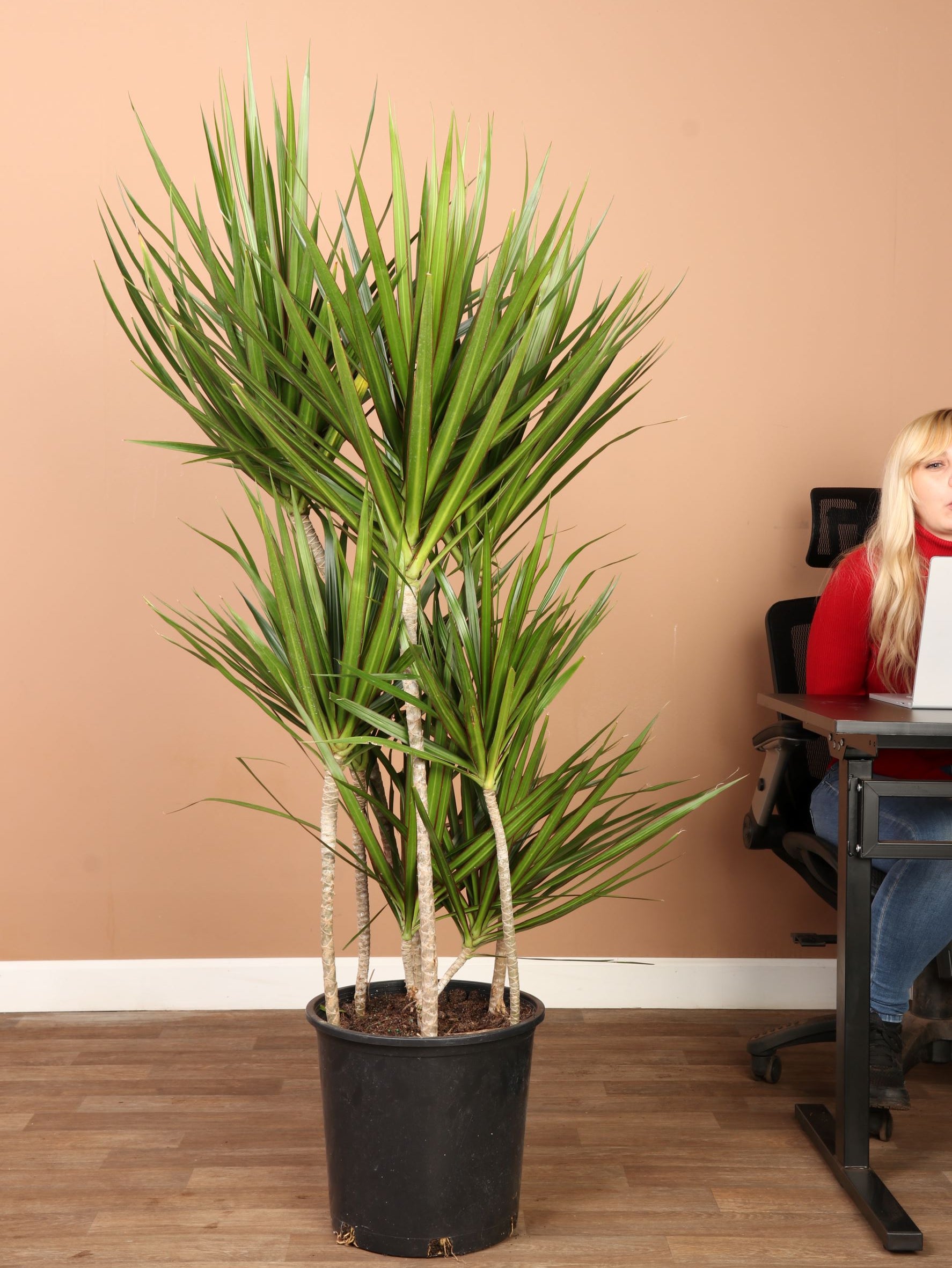 dracaena marginata full sun Full Size Dracaena 'Marginata'