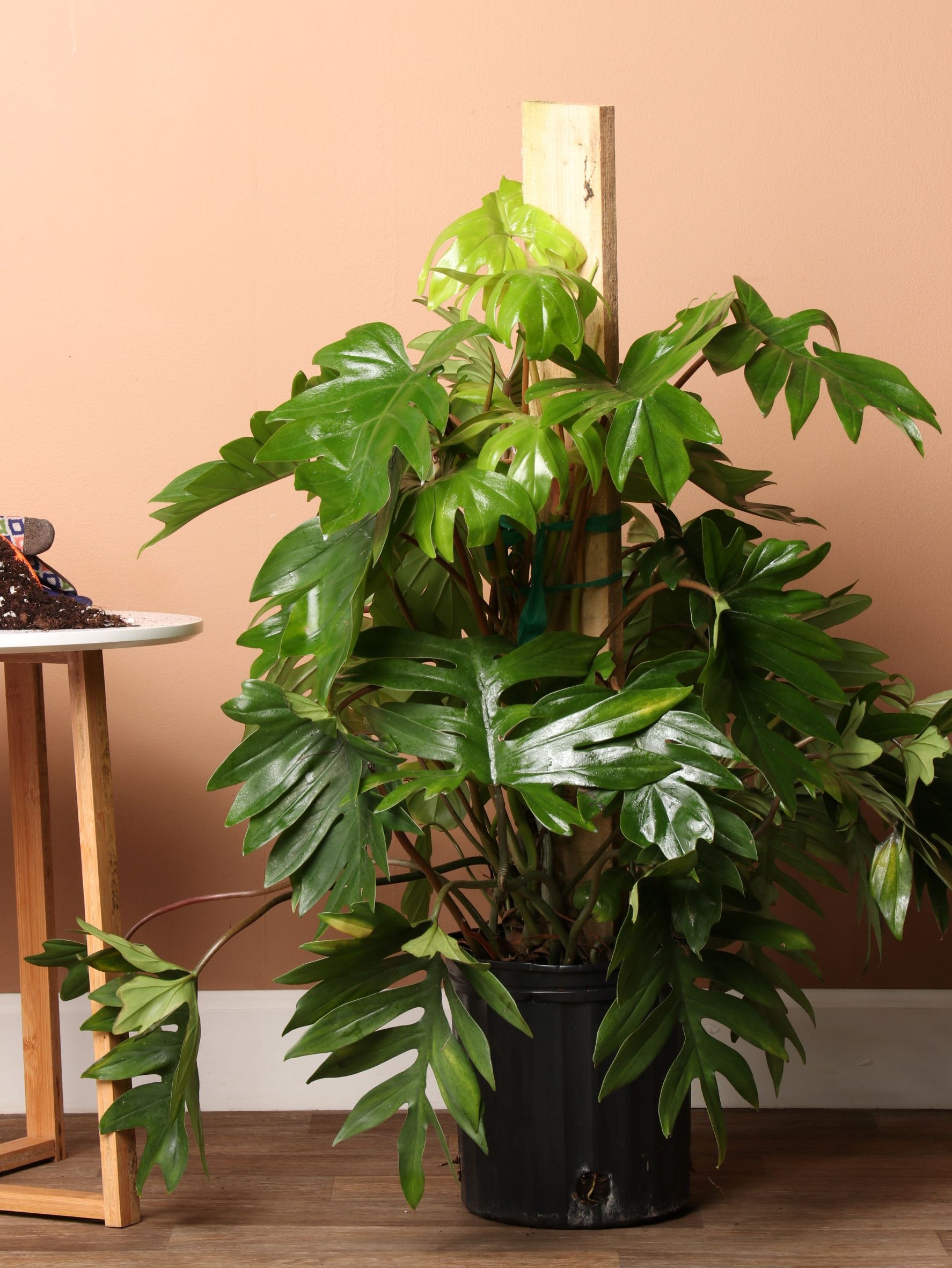 Large Philodendron 'Dubium'