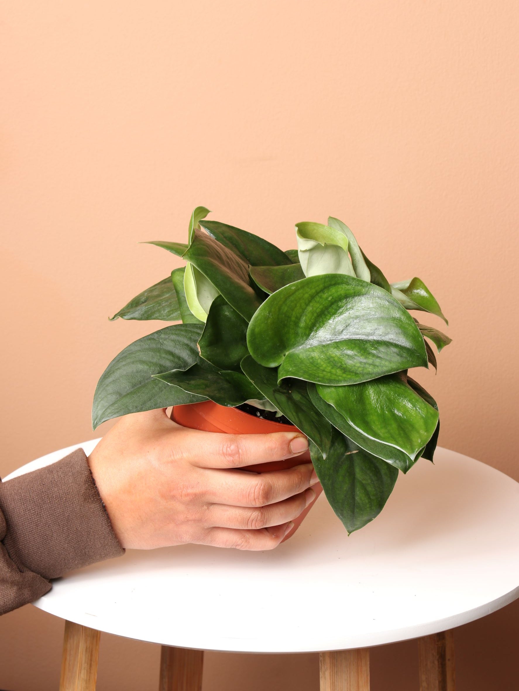 jade satin pothos patent Medium Silver Pothos (Scindapsus 'Jade Satin')