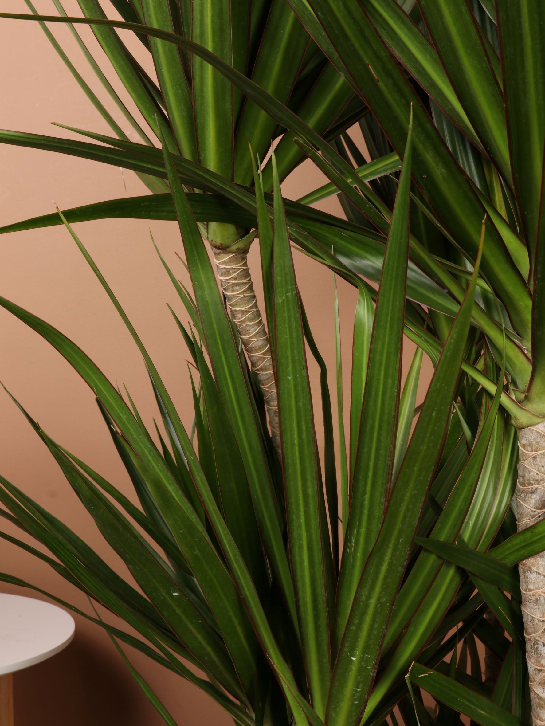 Full Size Dracaena &