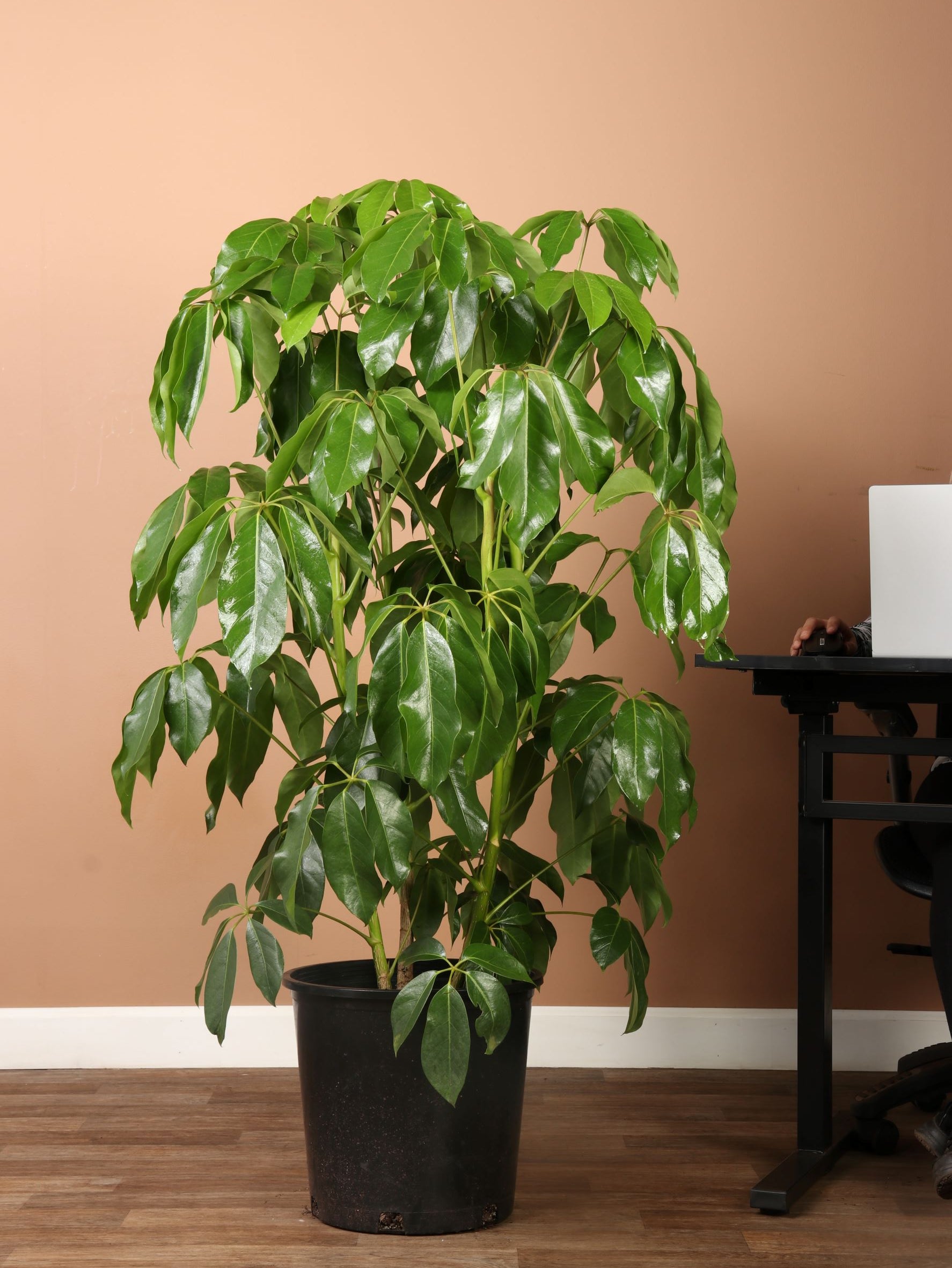 schefflera plant indoor Full Size Schefflera Amate