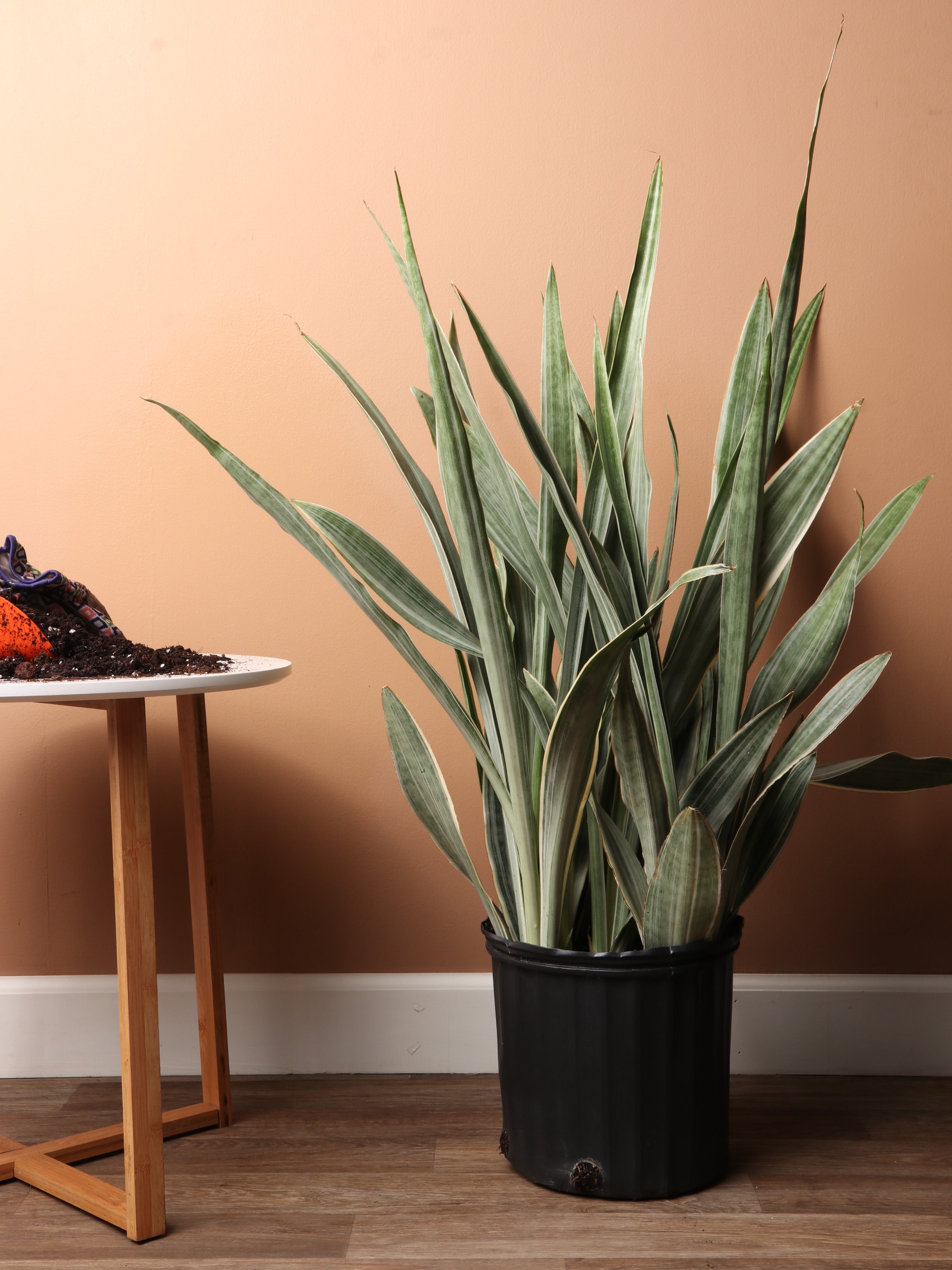 Large Snake Plant &