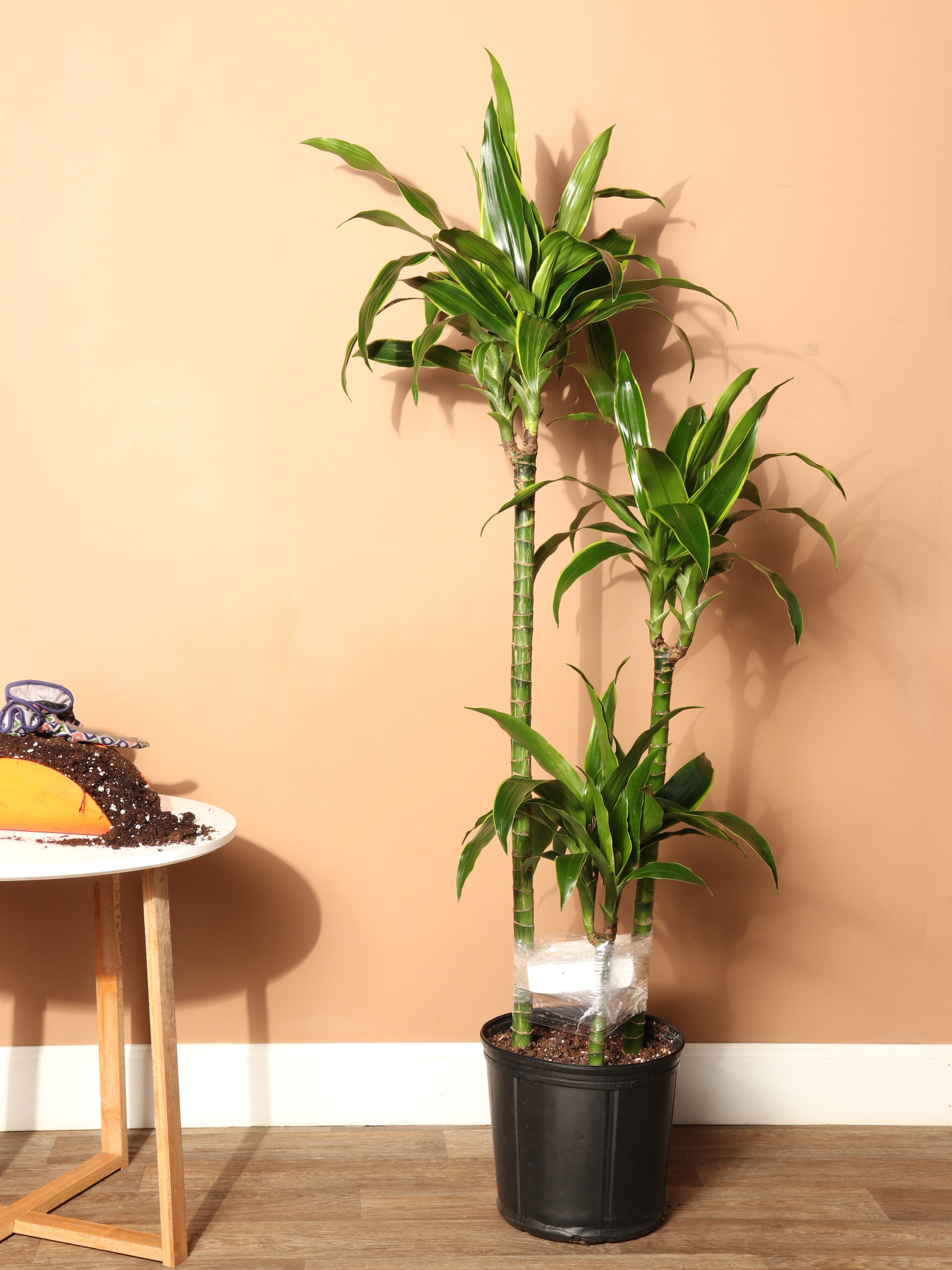 dracaena sunray cane Buy Dracaena 'Carmen' Cane Online | Large Indoor Plant
