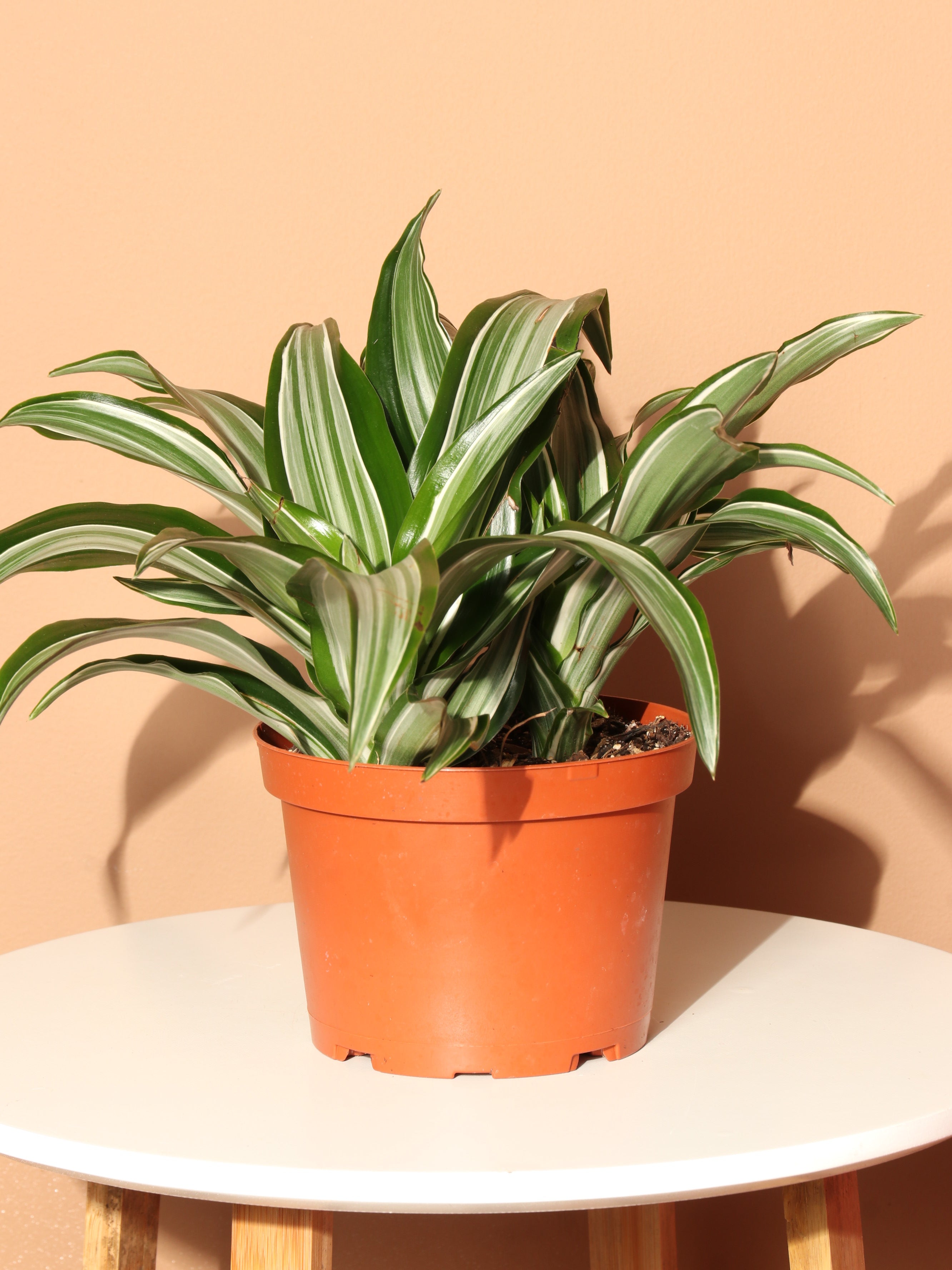 spider plant dracaena Medium Dracaena Warneckii – Dahing Plants