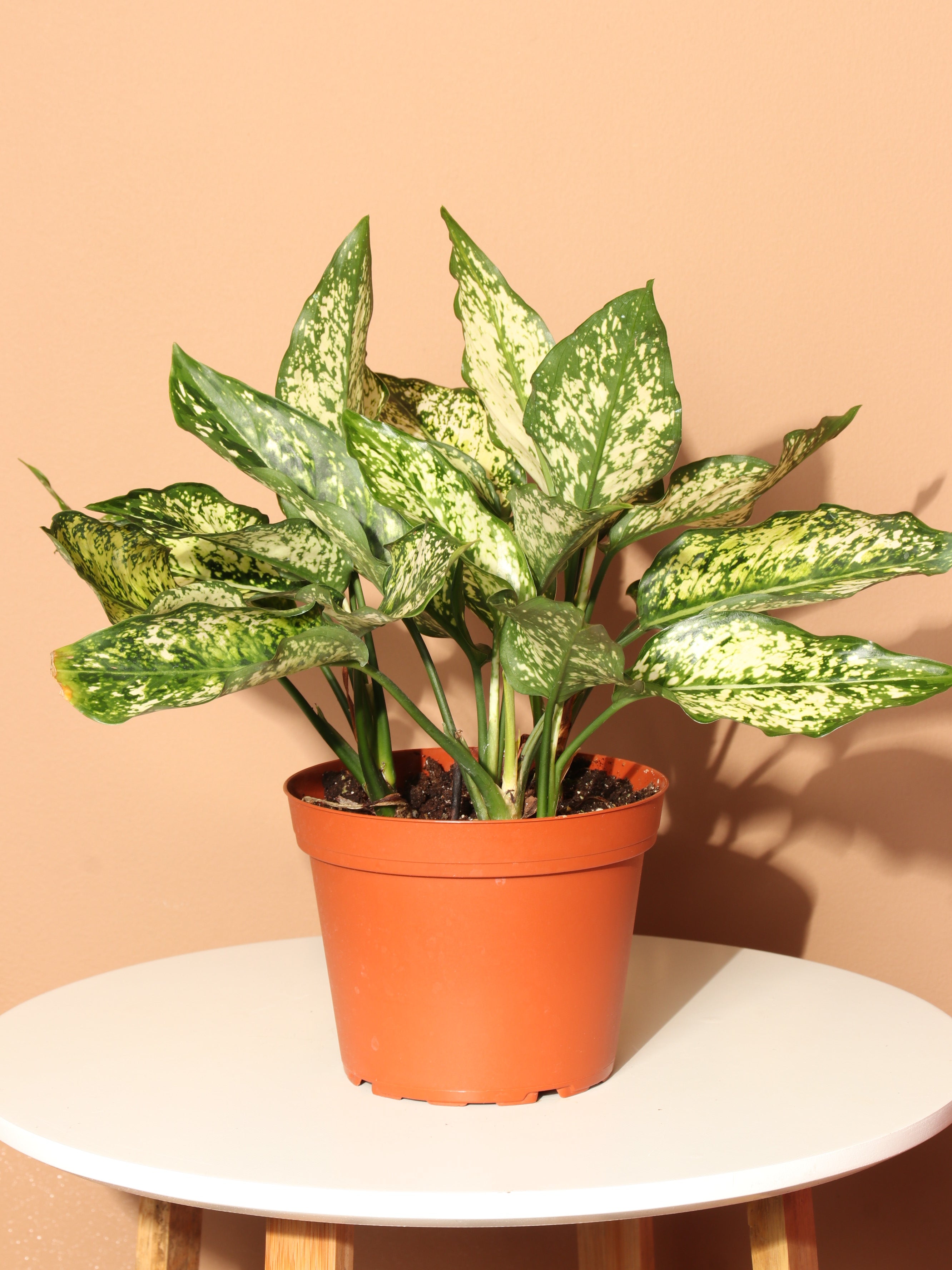 Medium Agalonema 'Spring Snow' – Dahing Plants