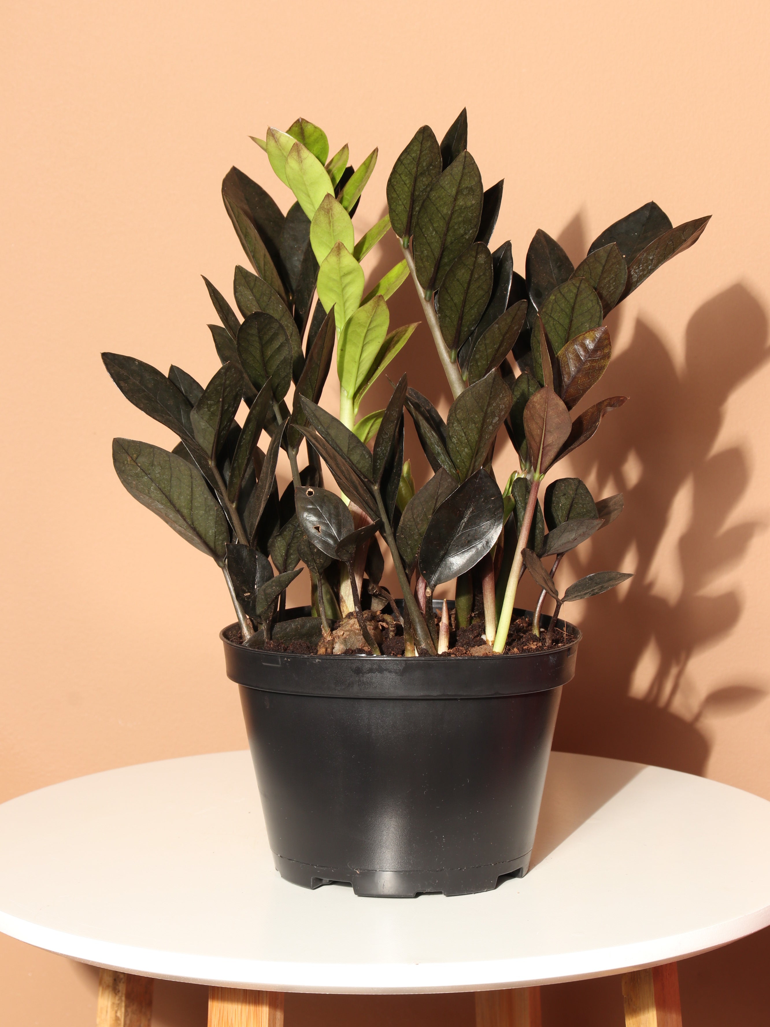 Medium Black Raven ZZ Plant