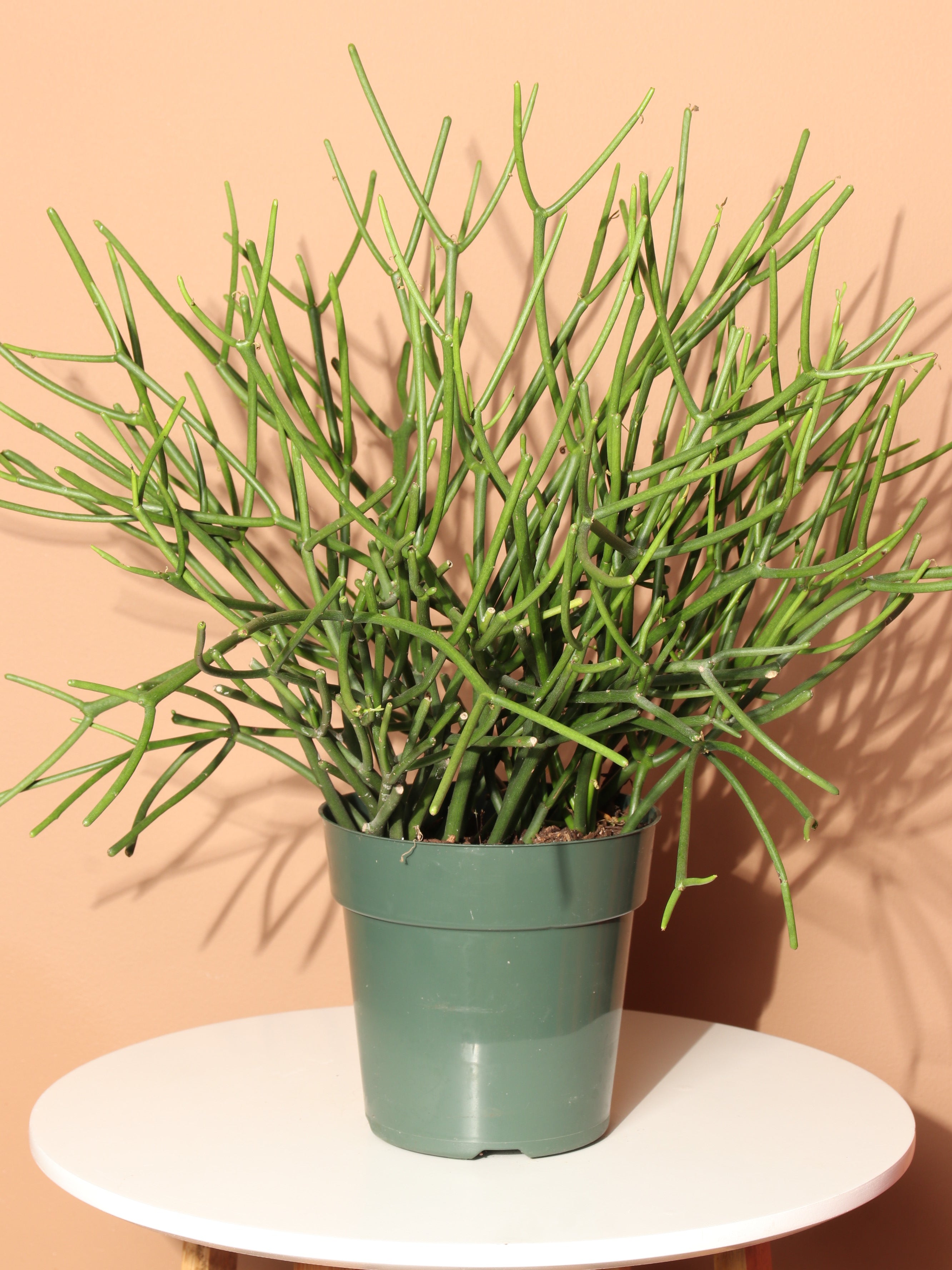 Medium Pencil Cactus – Dahing Plants