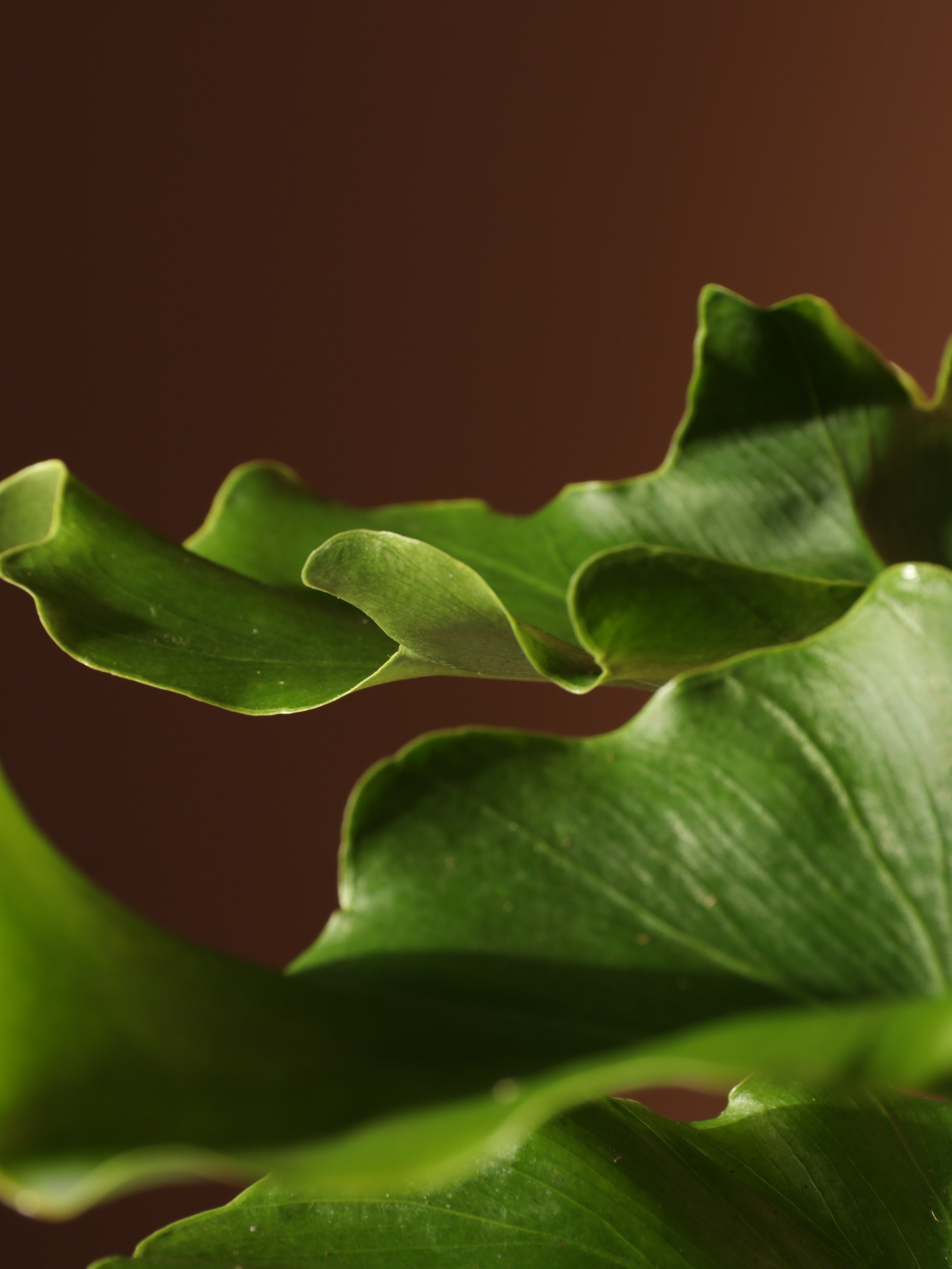 Medium Philodendron &