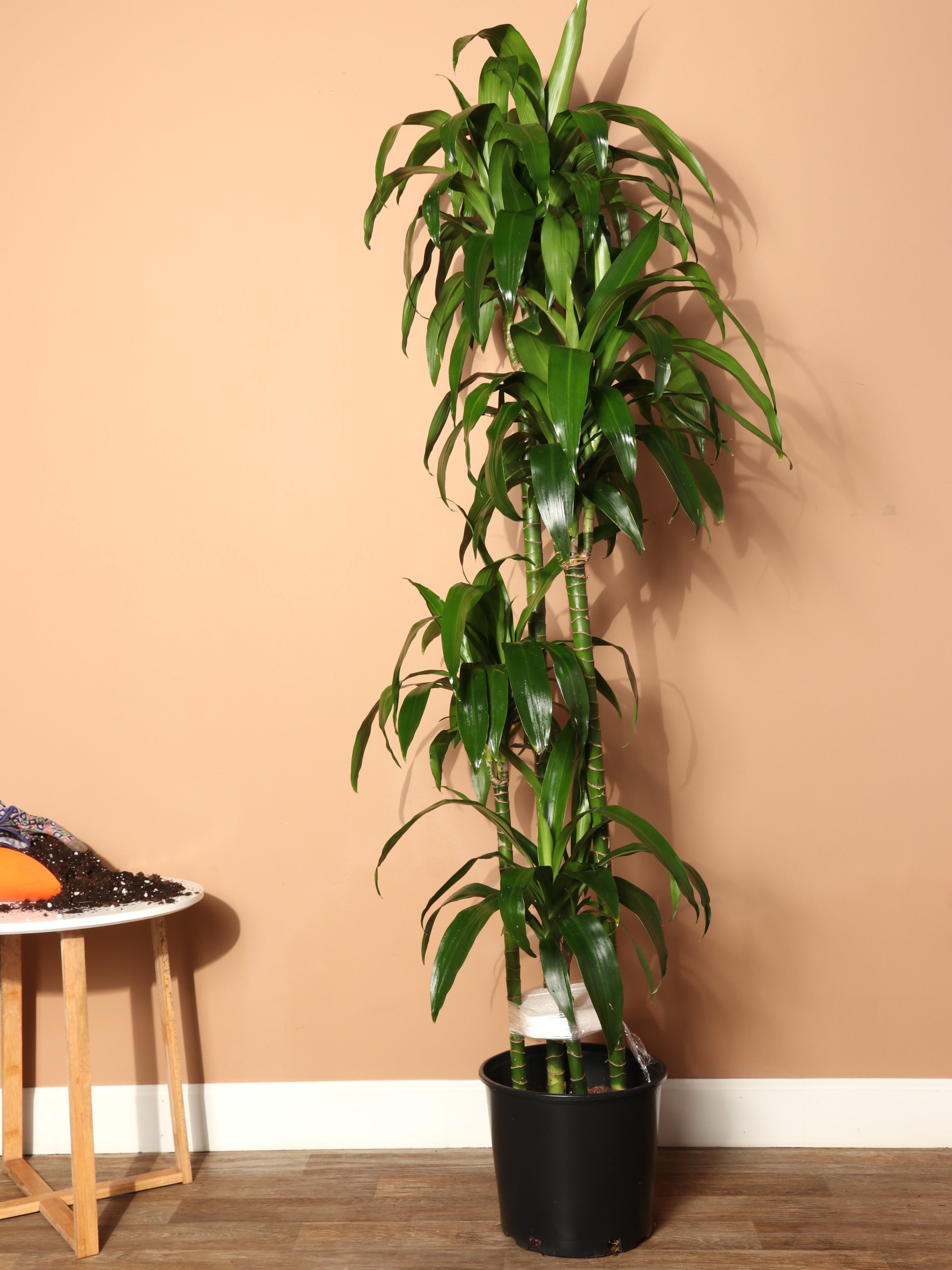 dracaena lisa Buy Large Lisa Cane Online | Large Indoor Plant