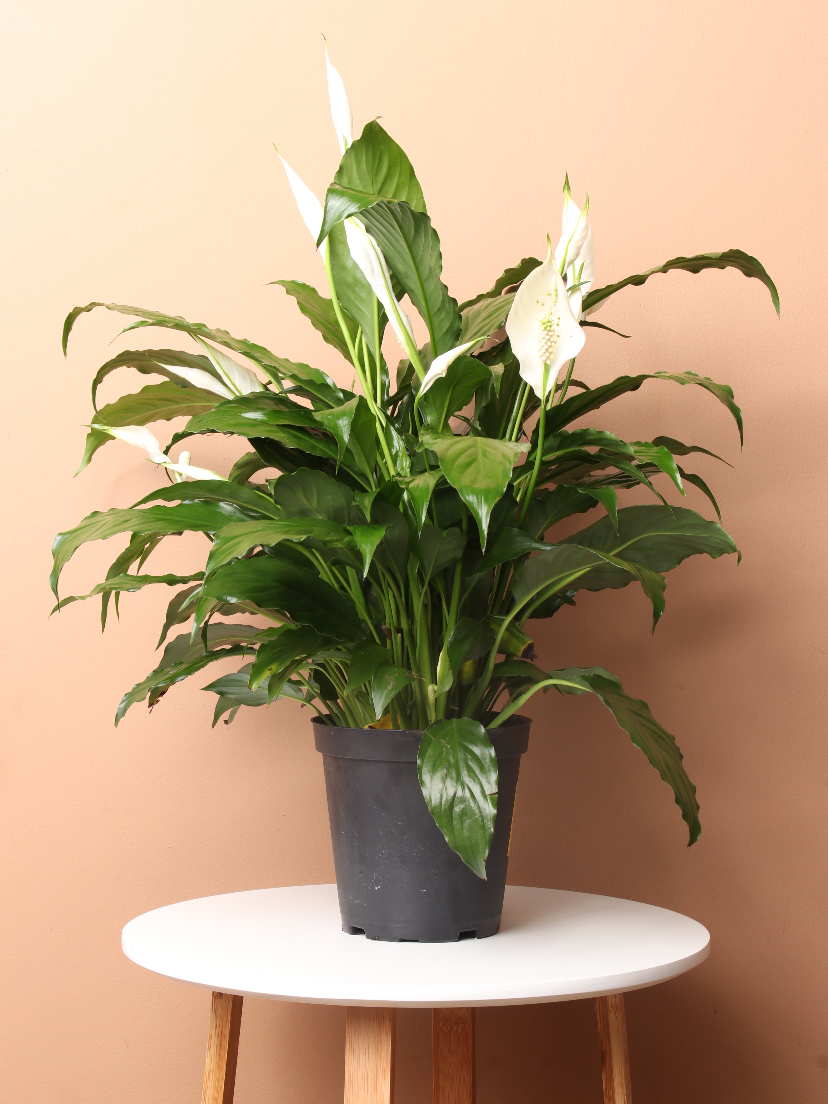 peace lily plant size Buy Medium Peace Lily Online | Low Light House Plant