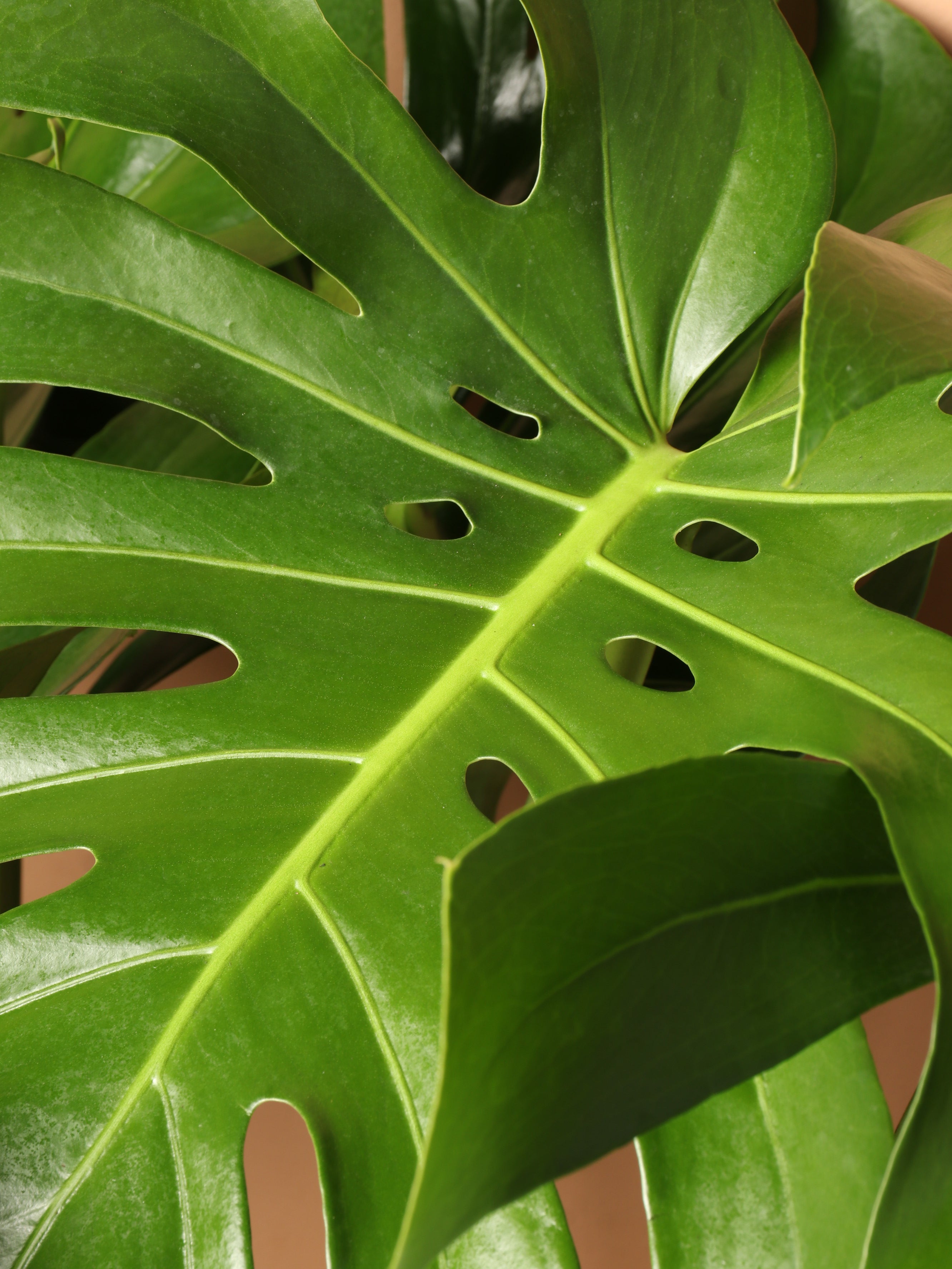 Large (Bigger) Monstera Deliciosa