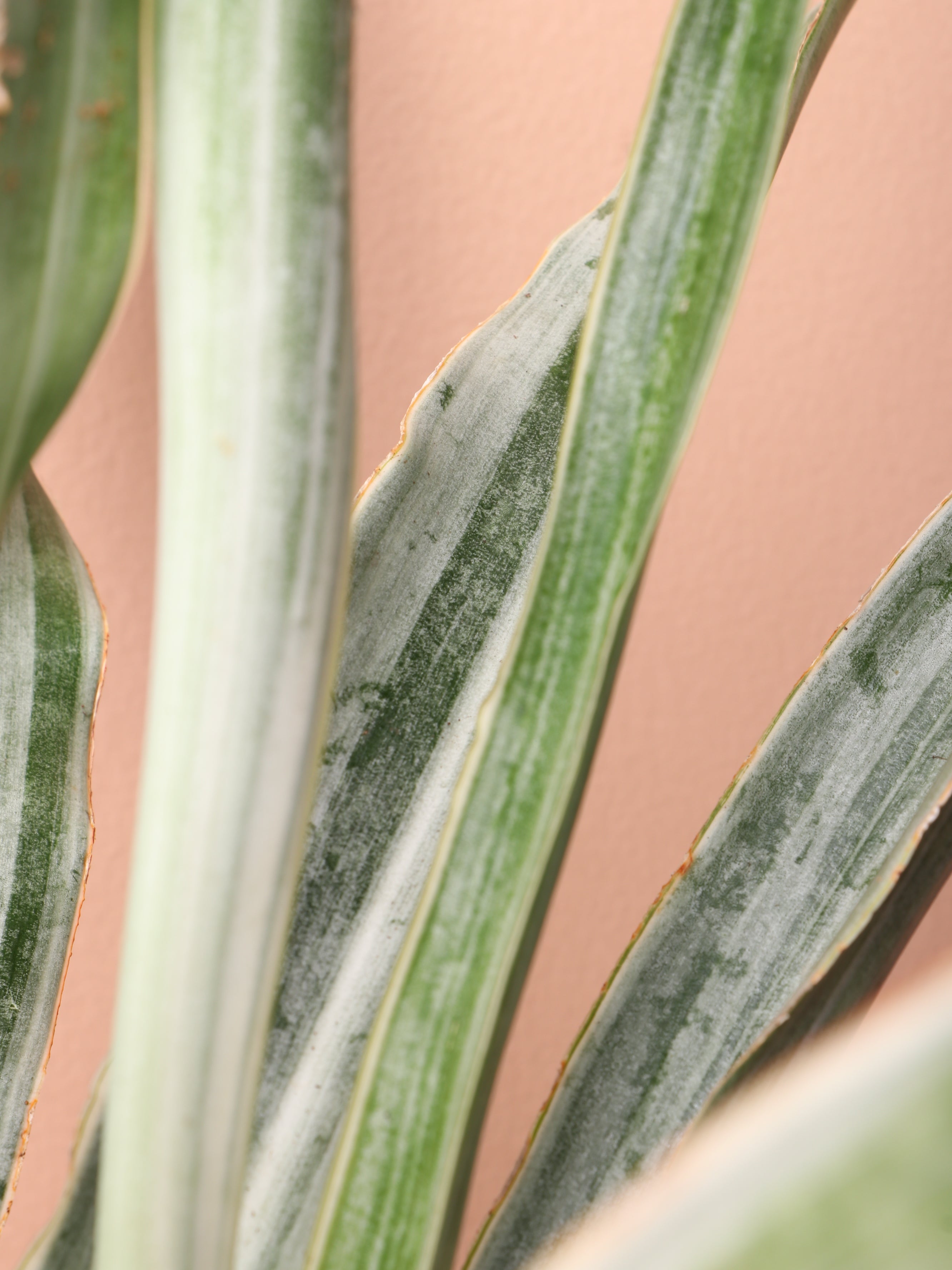 Medium Snake Plant &