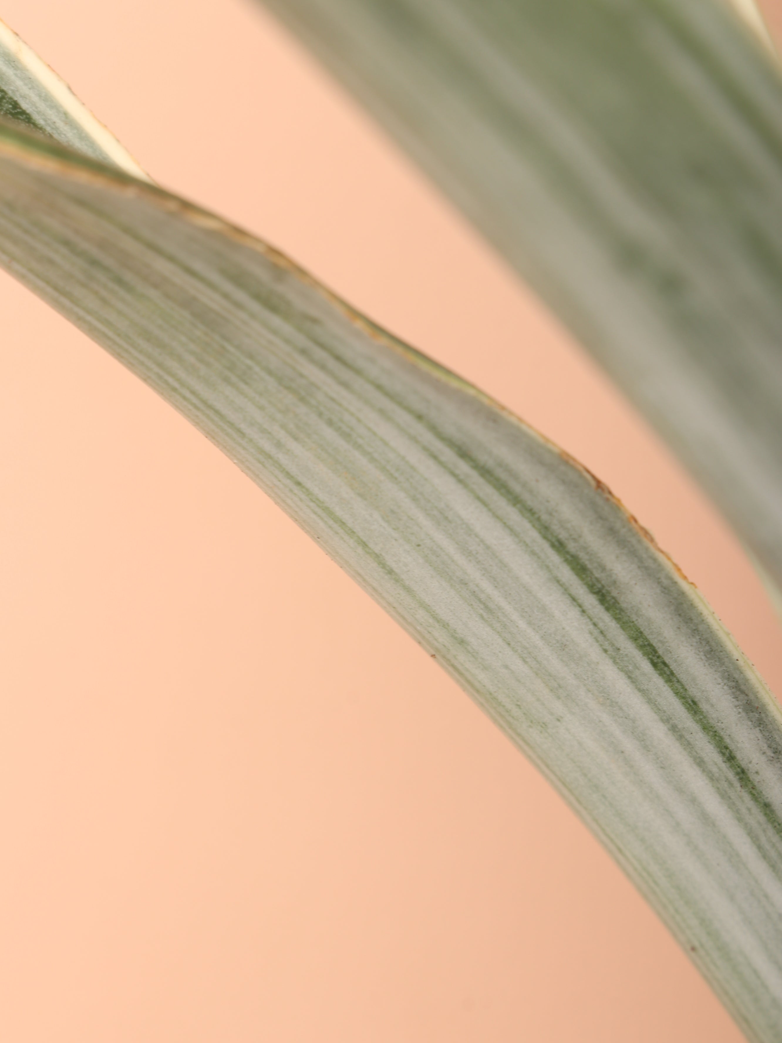 Medium Snake Plant &