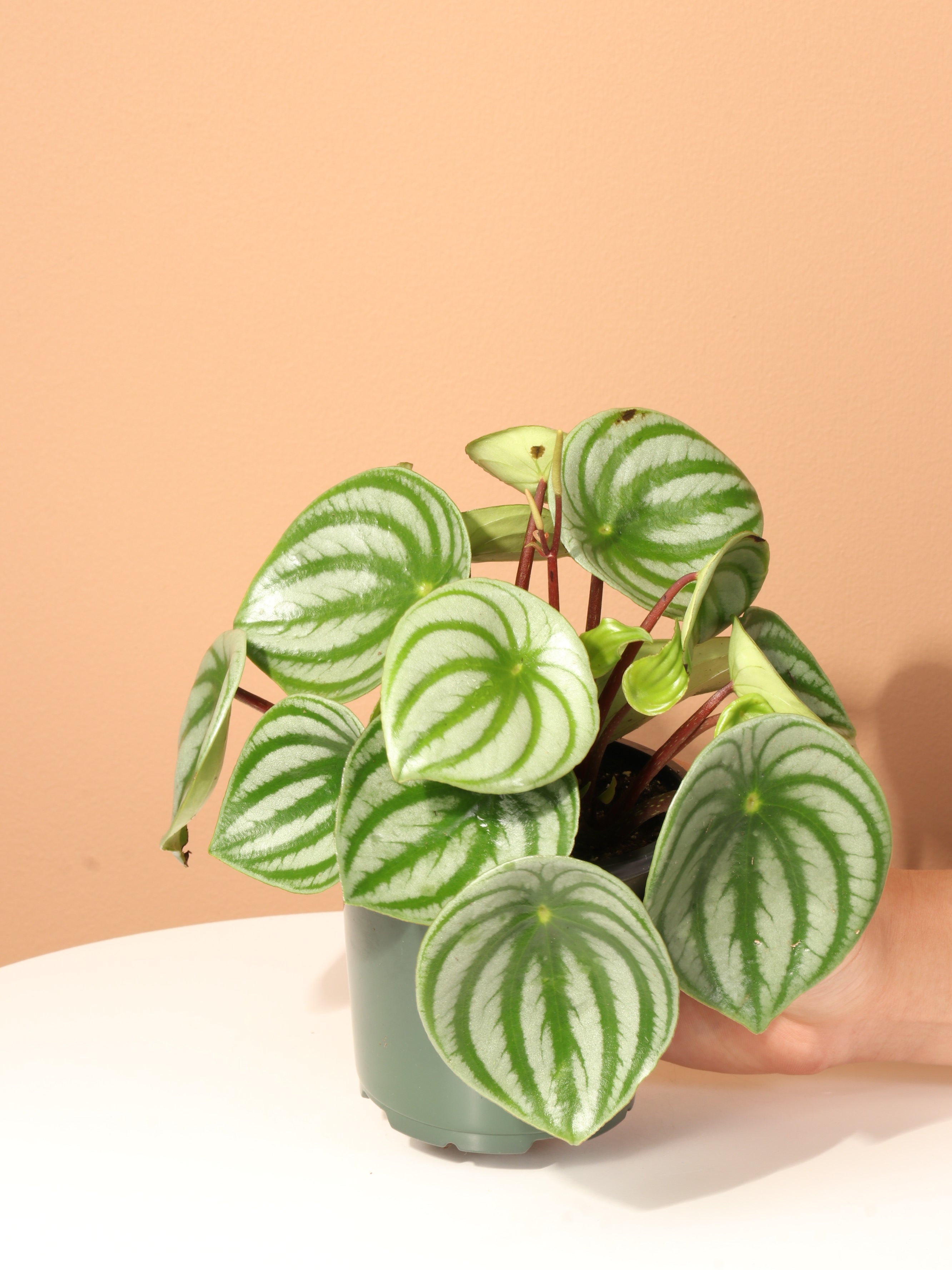 Small Watermelon Peperomia