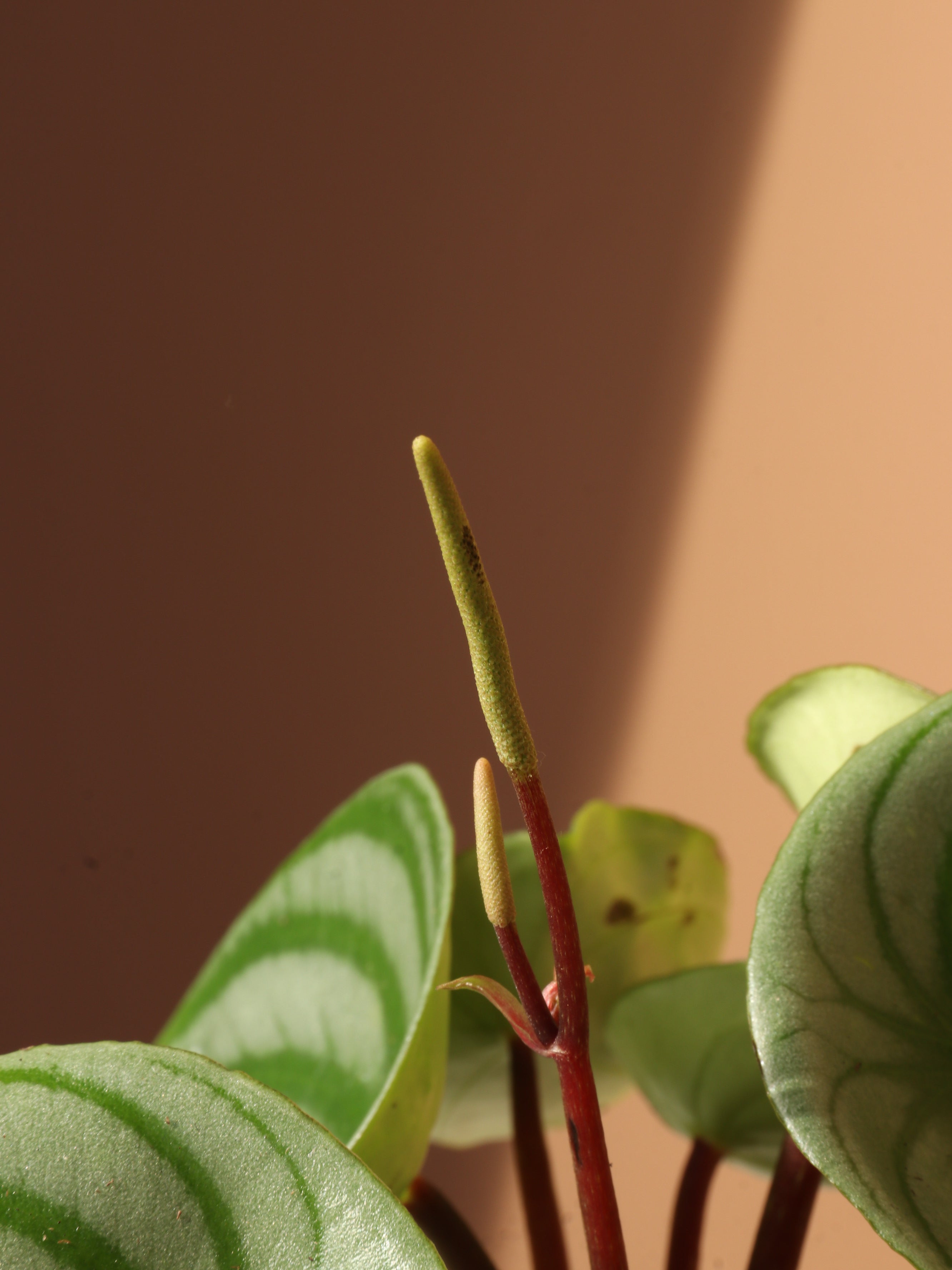 Small Watermelon Peperomia