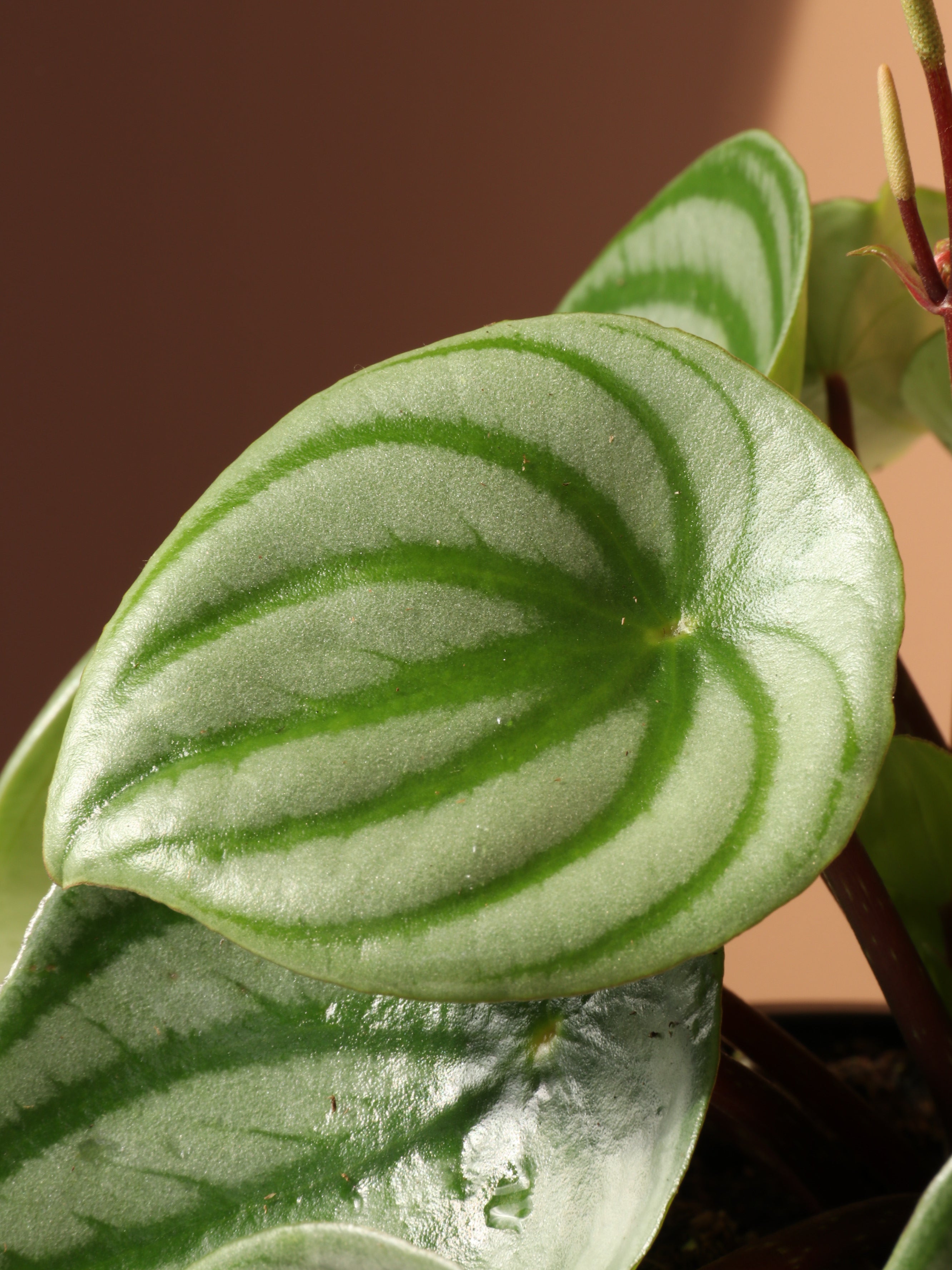 Small Watermelon Peperomia