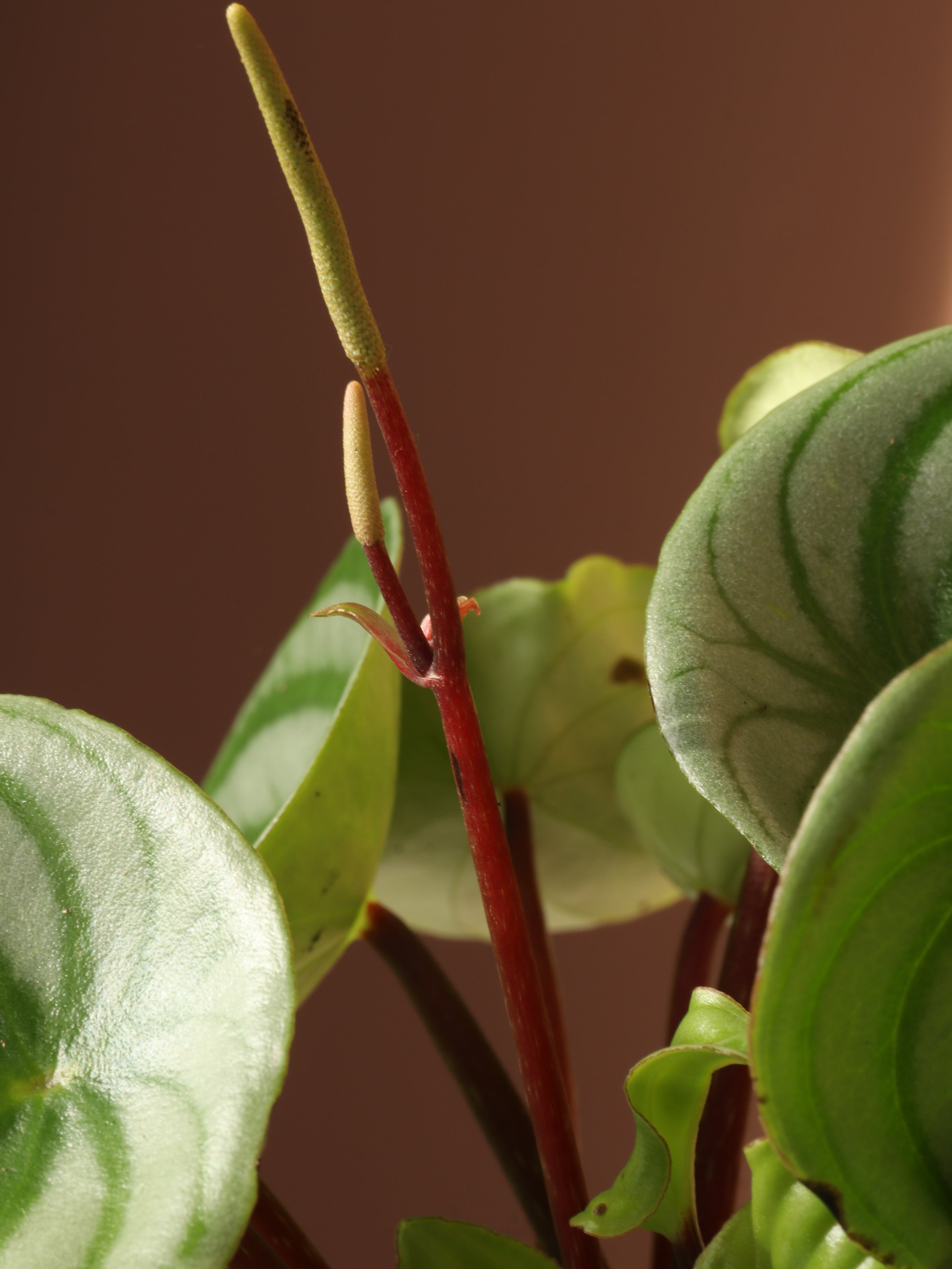 Small Watermelon Peperomia