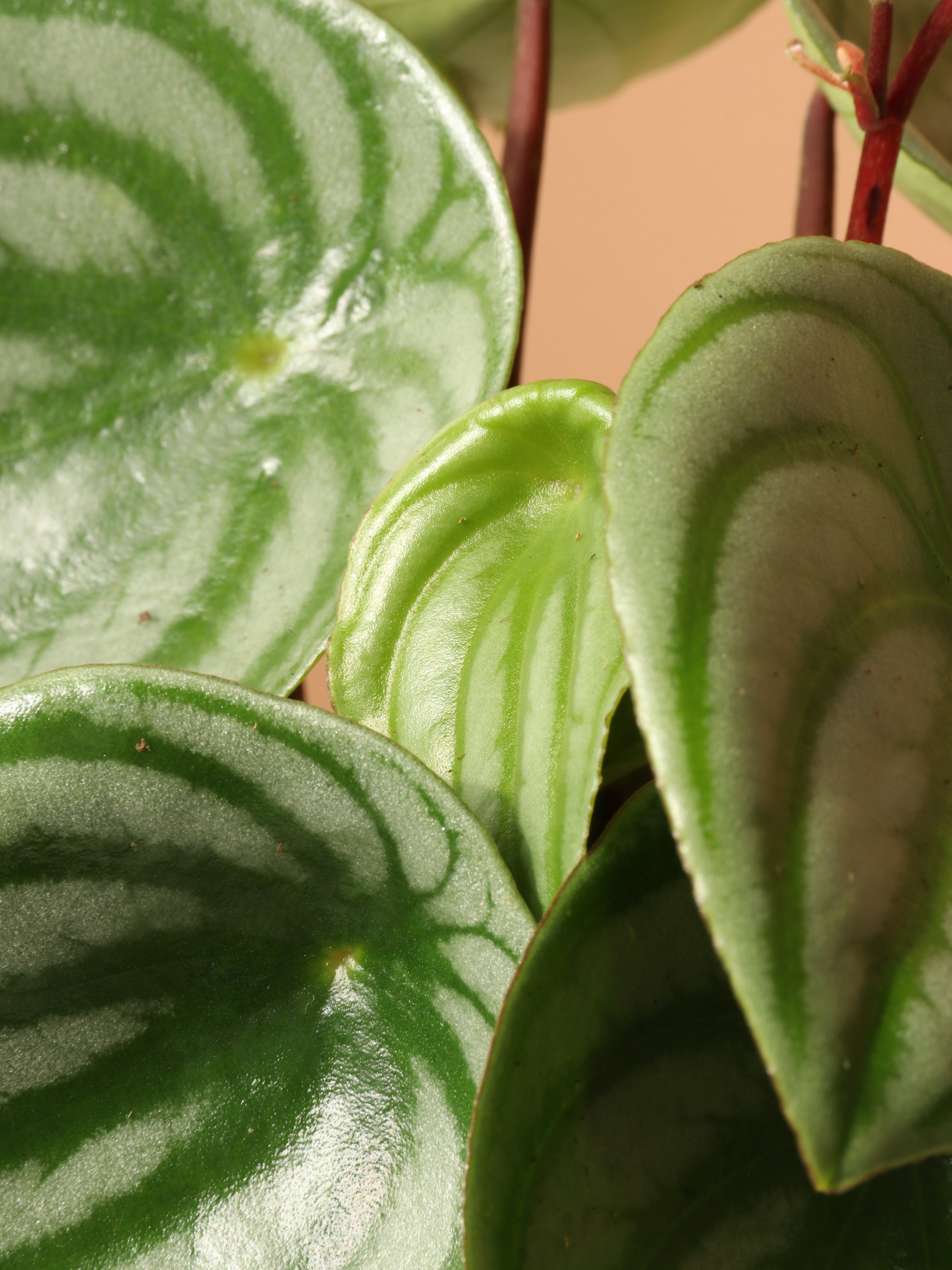 Small Watermelon Peperomia