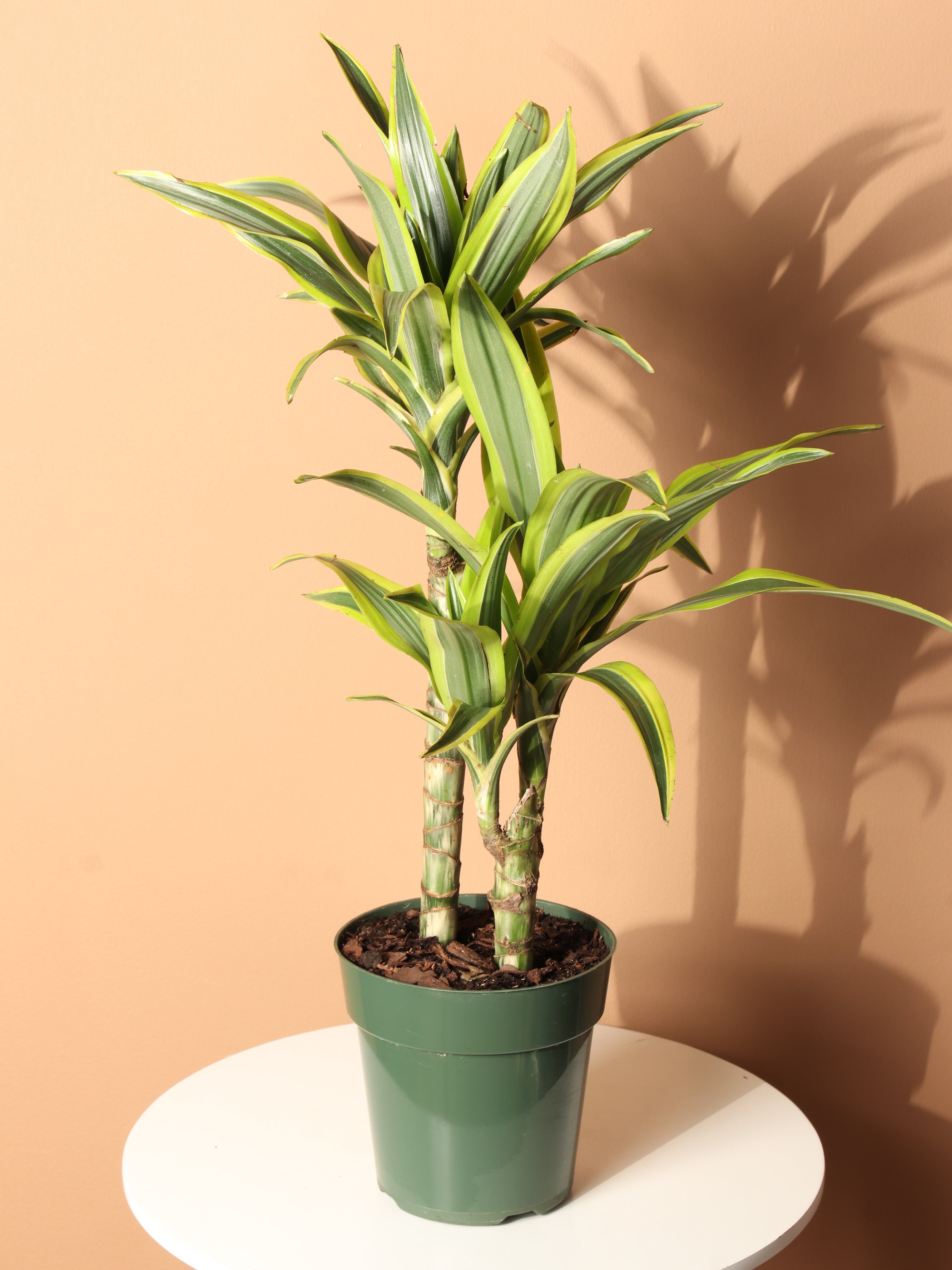 Medium Dracaena Lemon Lime Cane