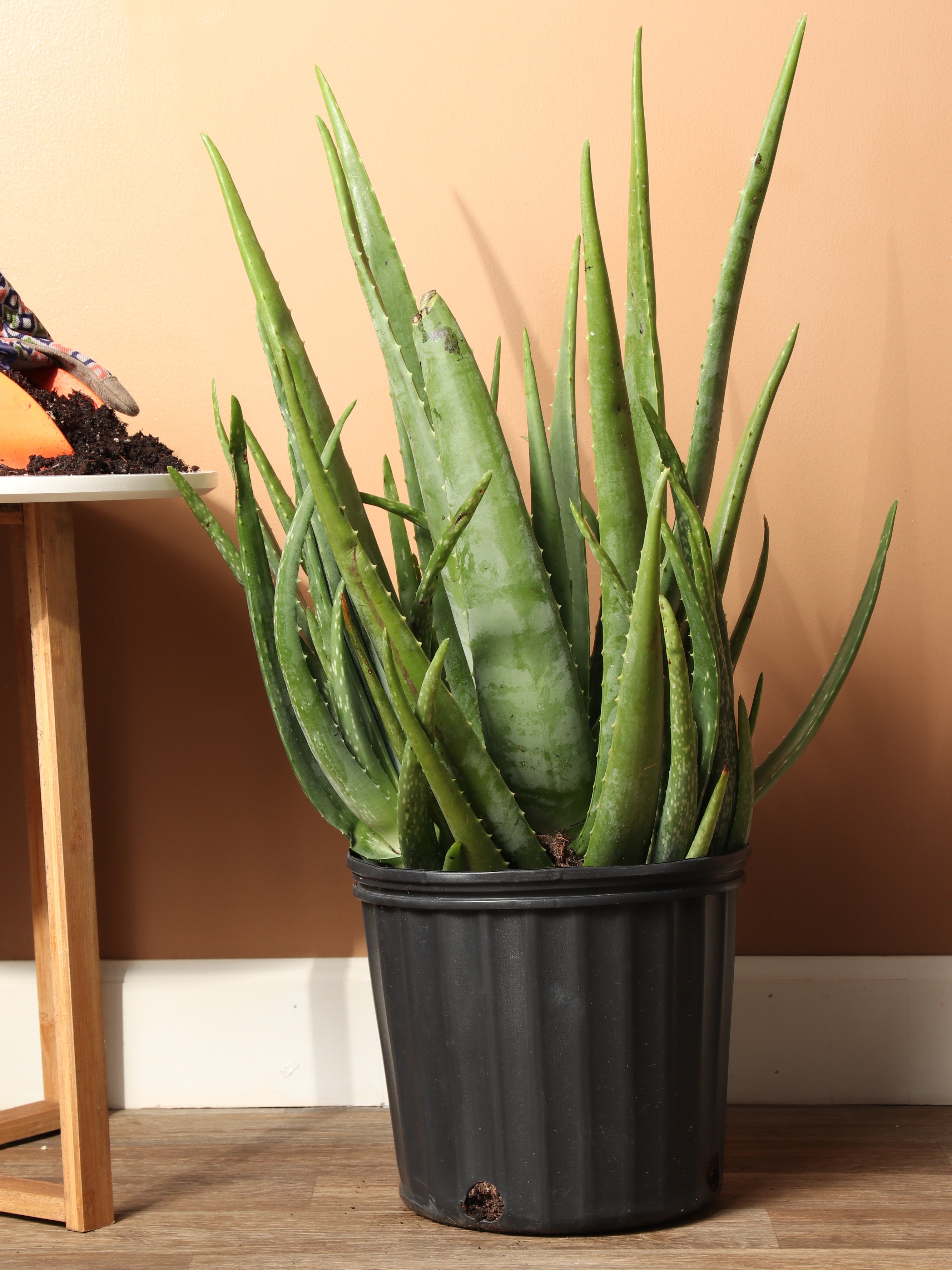 Aloe Vera – Dahing Plants