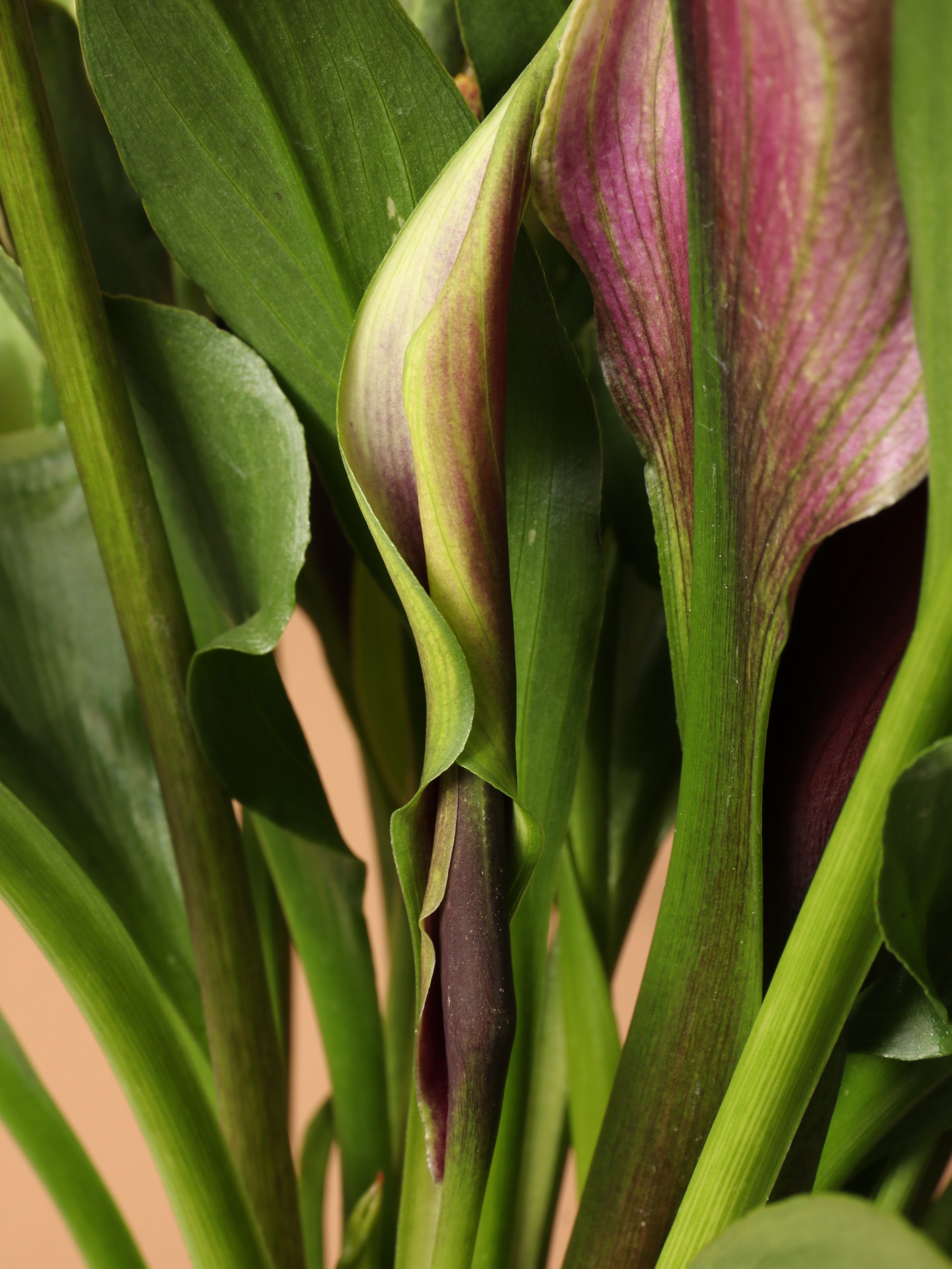 Medium Purple Calla Lily