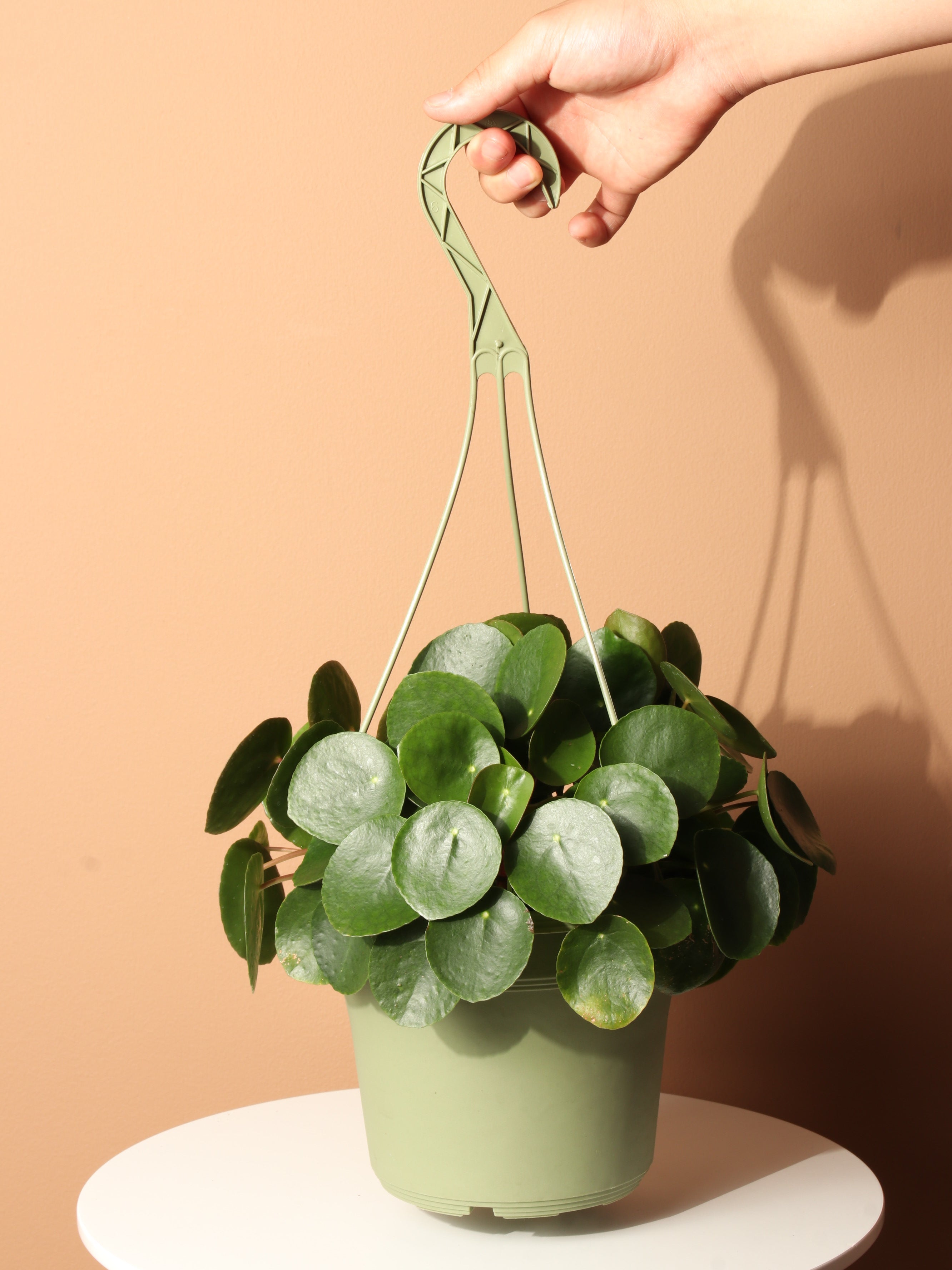 hanging pilea plant Buy Basket Pilea Peperomioides Online | Hanging Plant