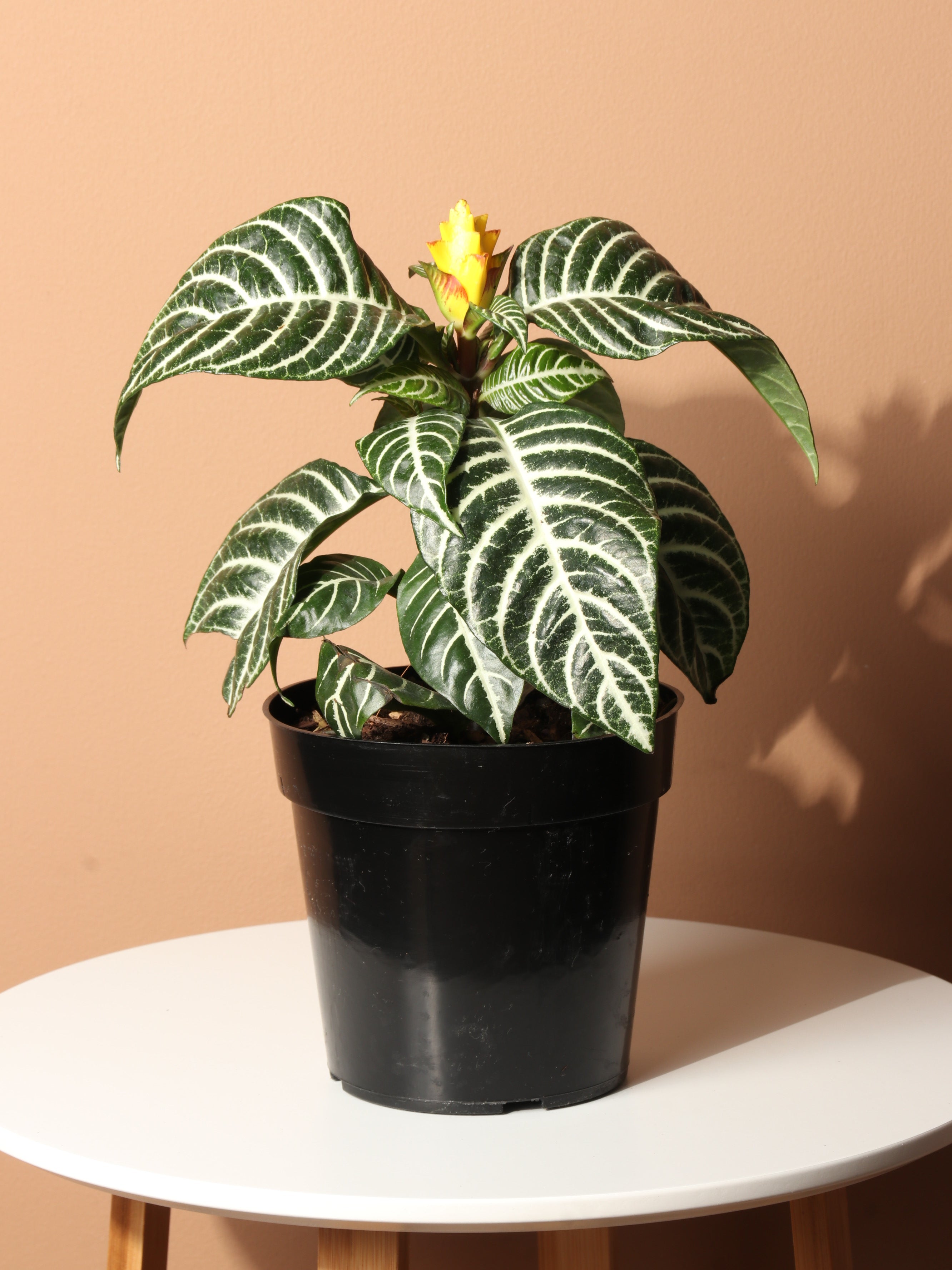 zebra leaf indoor plant Buy Medium Zebra Plant Online | Indoor House Plant