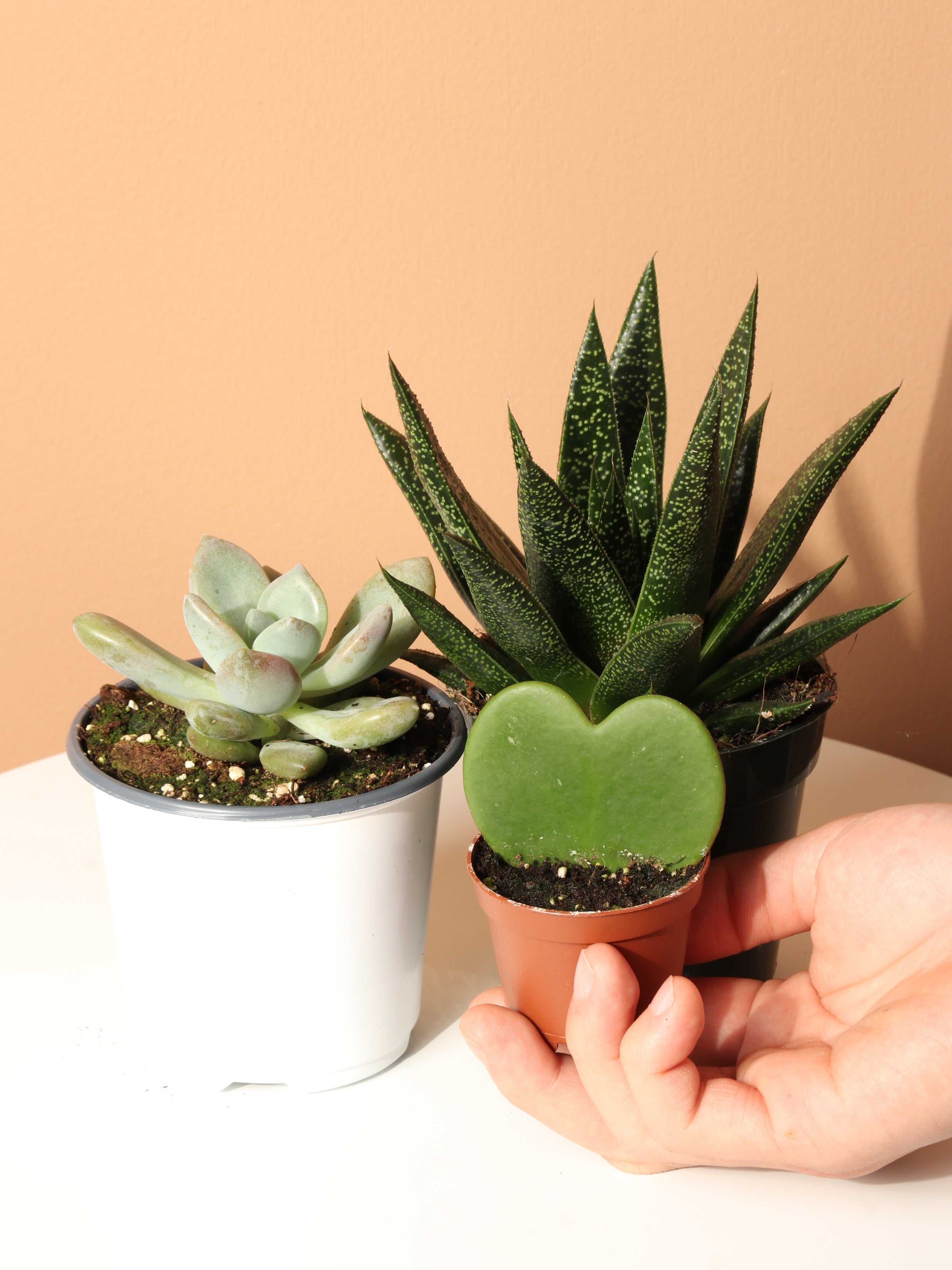 succulent gasteria ikea The Succulent Club