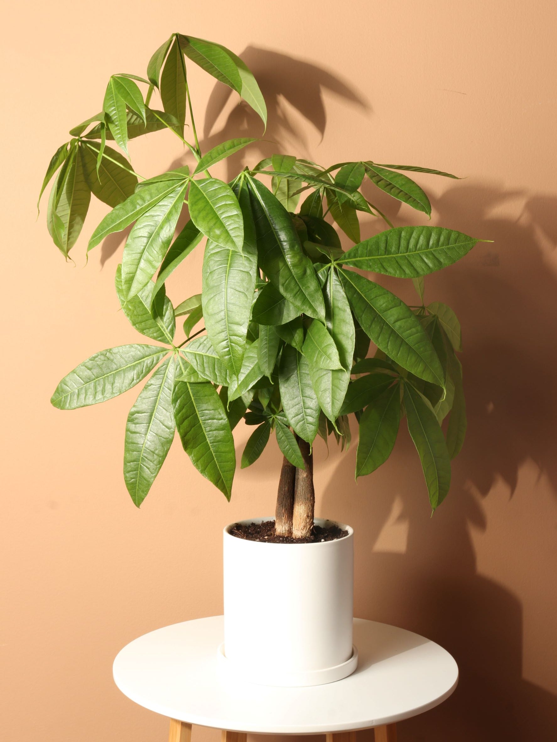 braided money tree indoor Medium Money Tree (Braided) – Dahing Plants