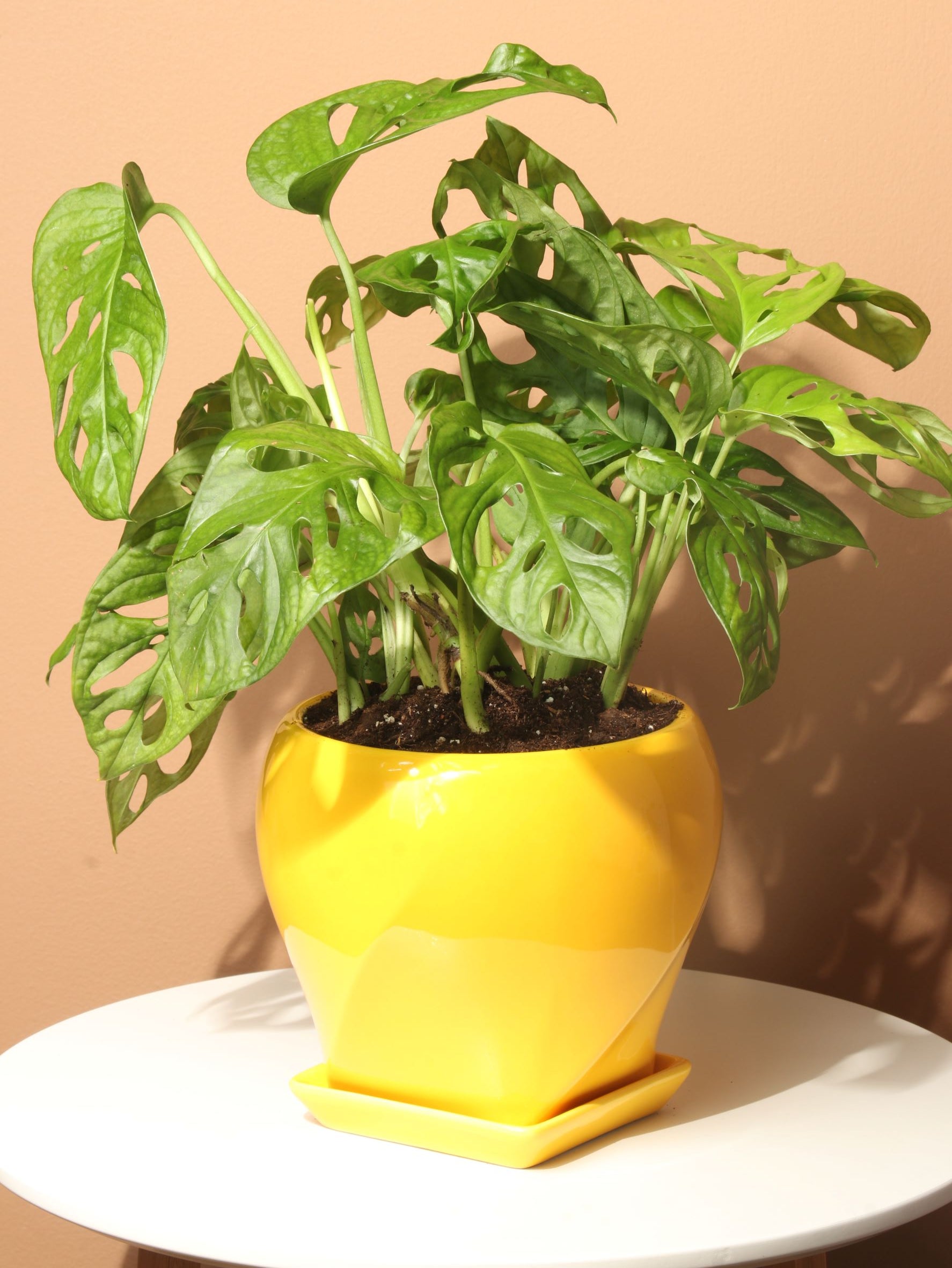 Medium Philodendron Adansonii (swiss cheese) – Dahing Plants